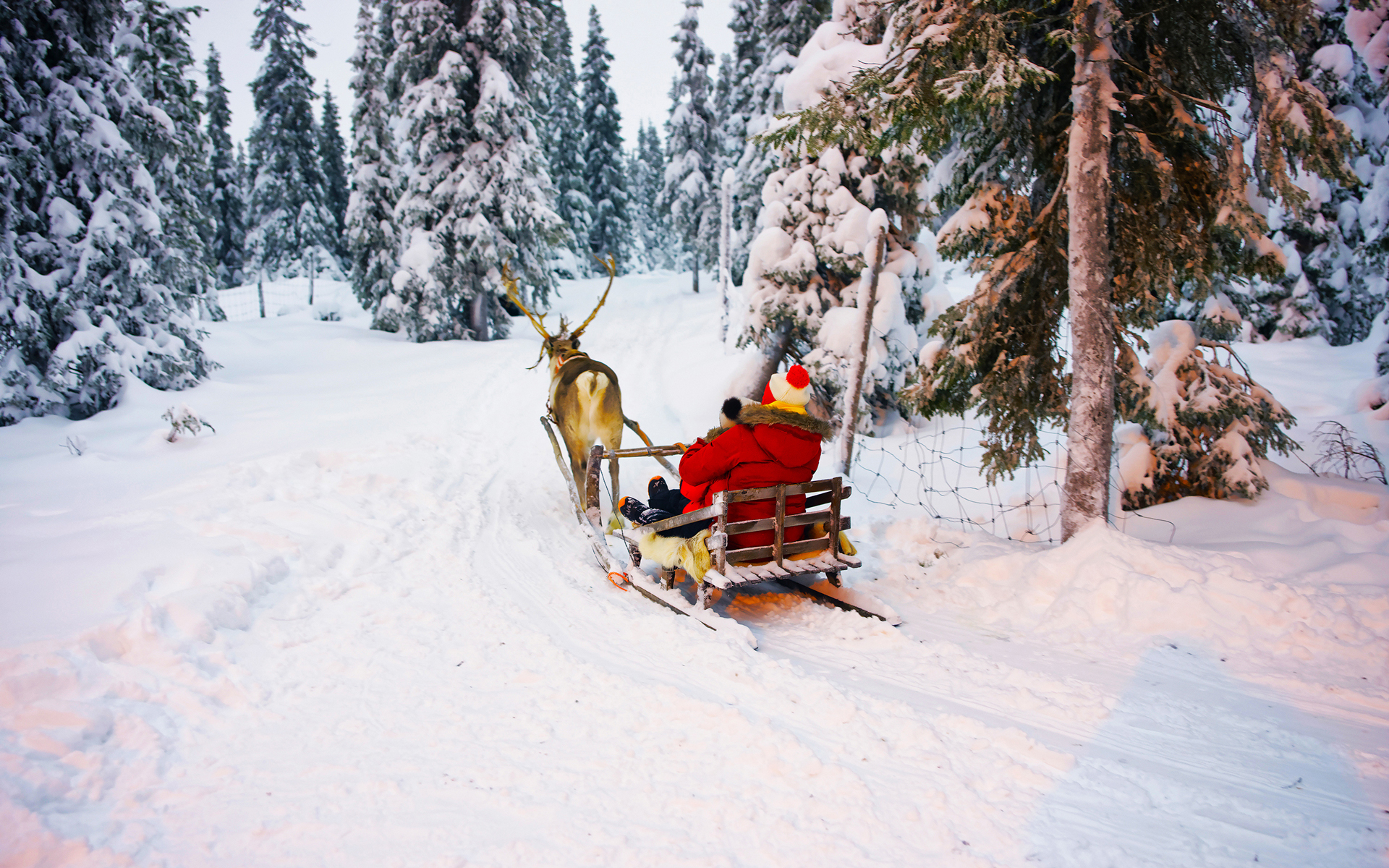 Winter Reindeer sled ride in Ruka in Lapland