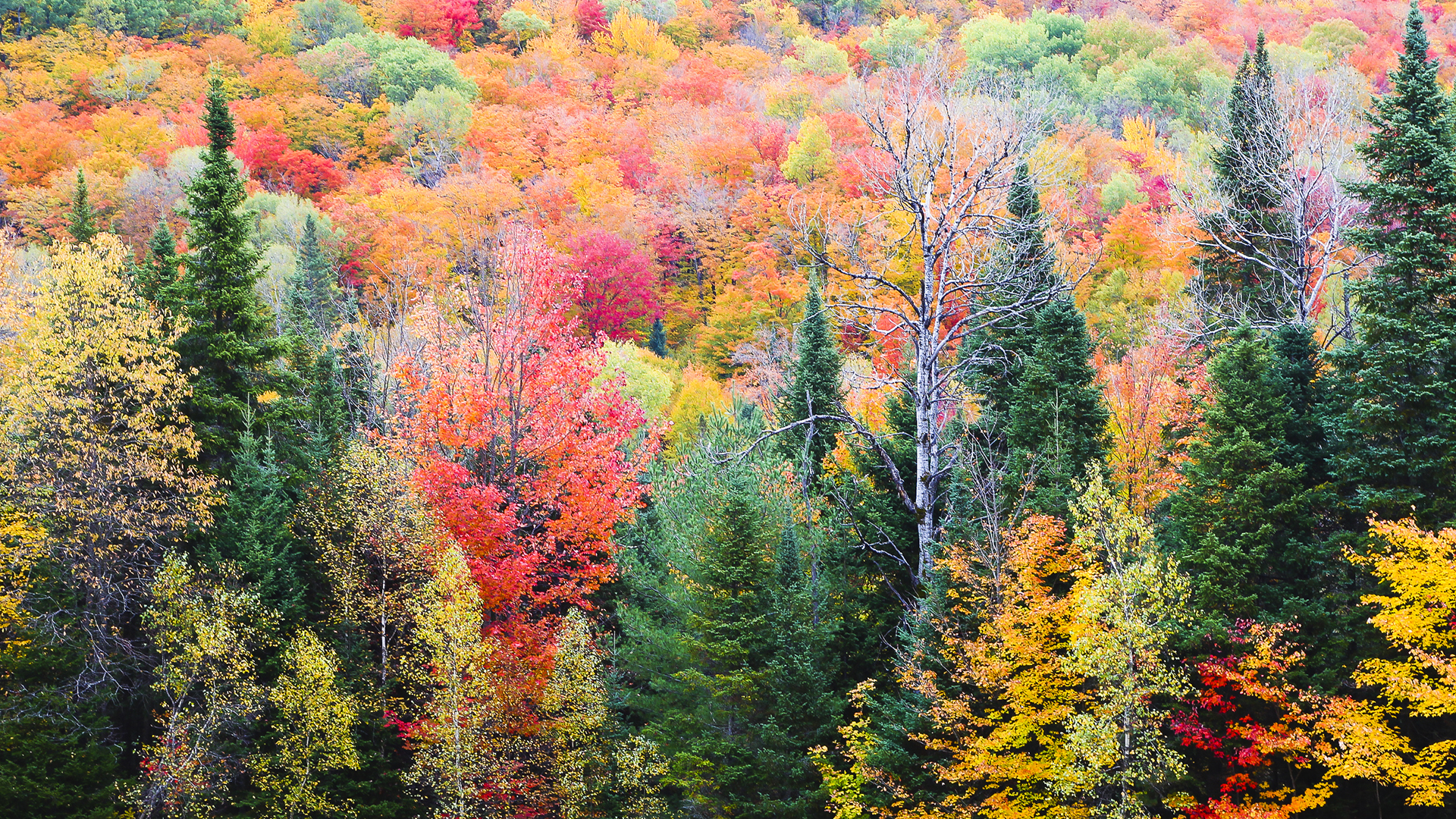 Forest in autumn with colourful foliage