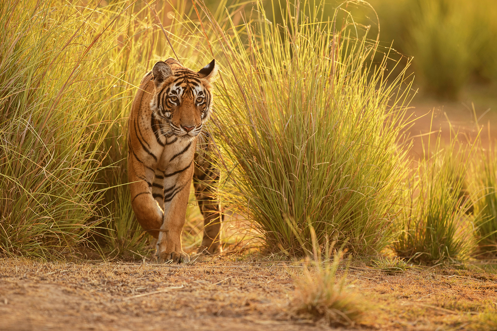 Tiger prowling through long grass in India