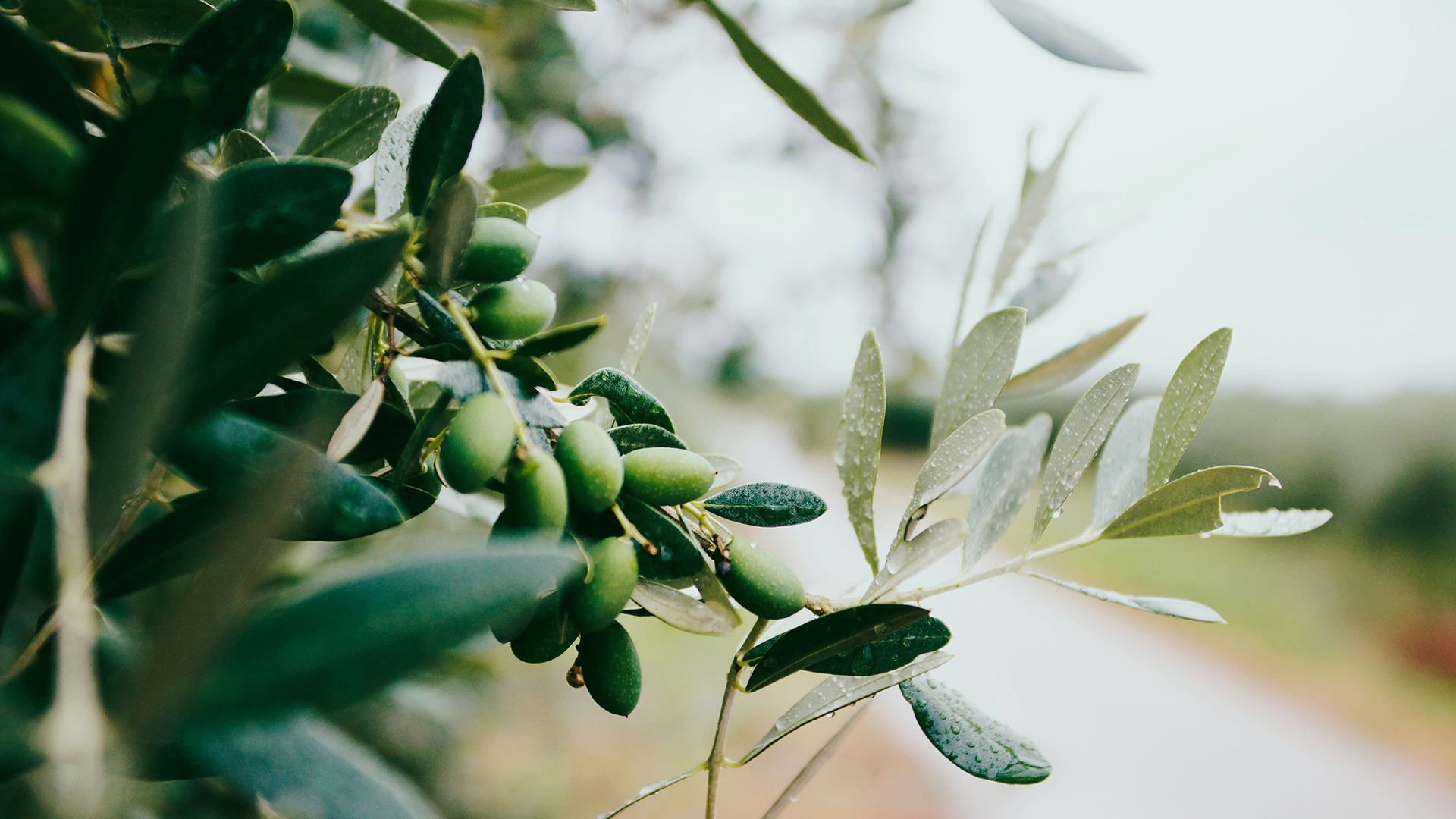 Olive Tree In Greece