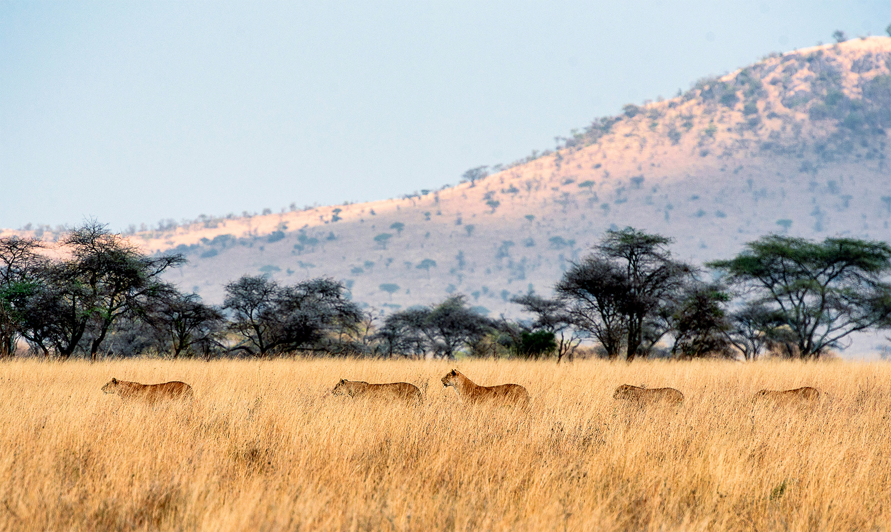 A pride of lions walking in a line through tall golden grass with trees and a hill in the background.