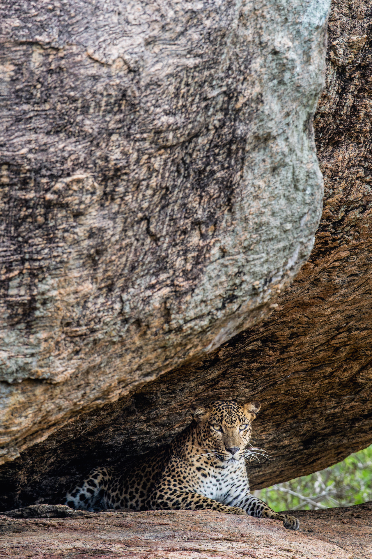 A leopard laid under a rock outcrop looking at the camera