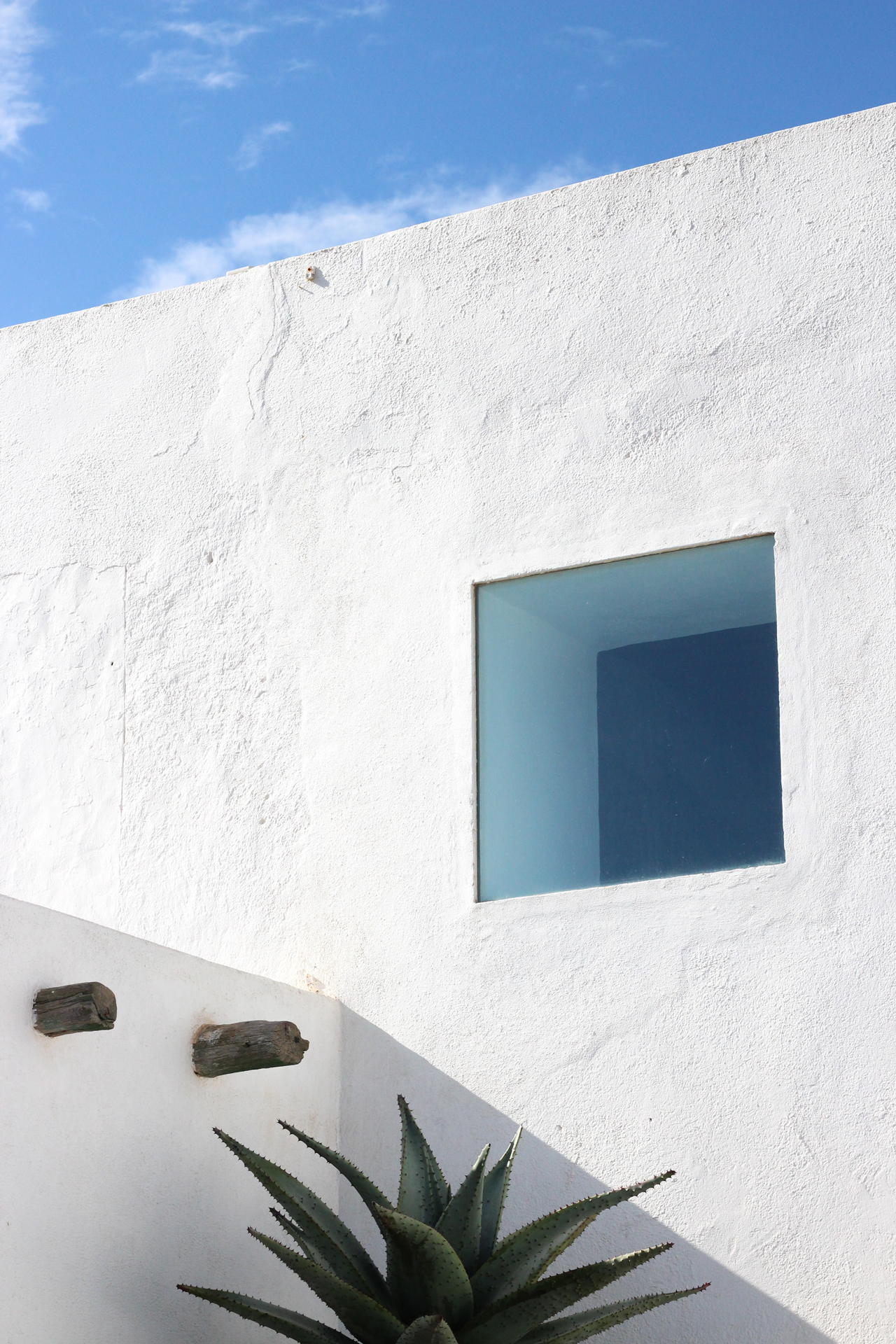 A cactus plant in front of a white wall with a window in