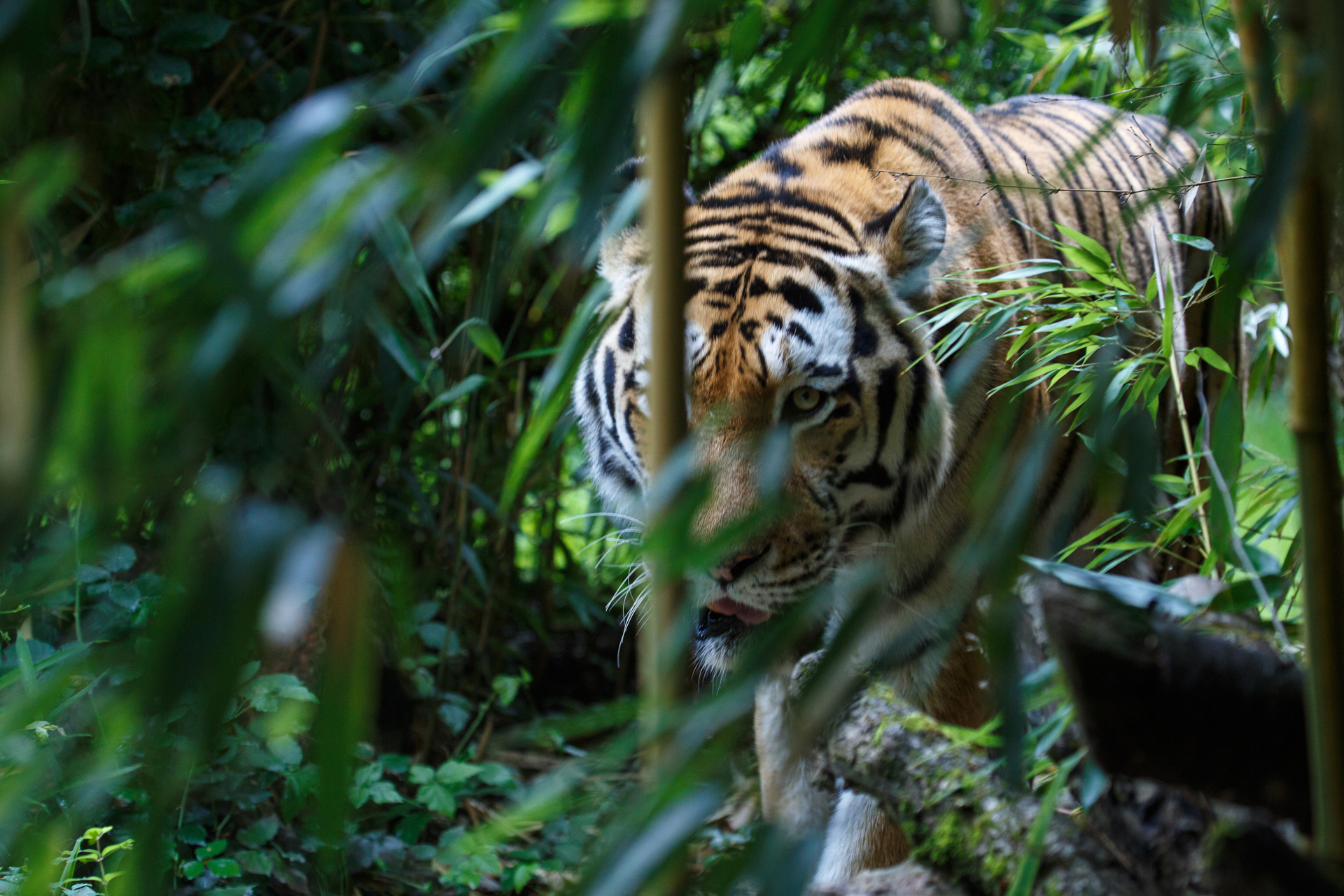 Close up of a tiger walking