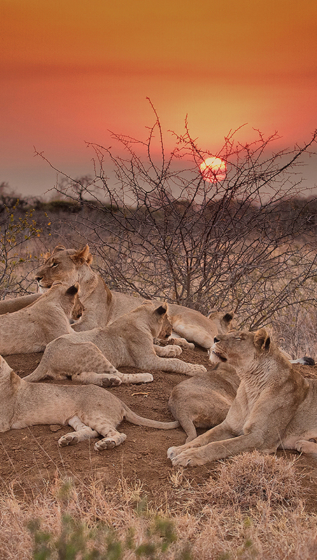 Lion pride basking in the sunset