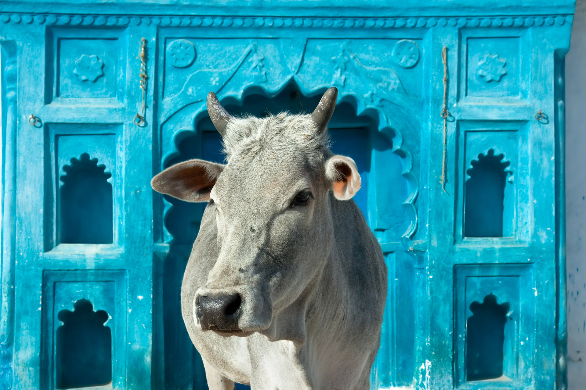 Close up of a cow in front of a blue building