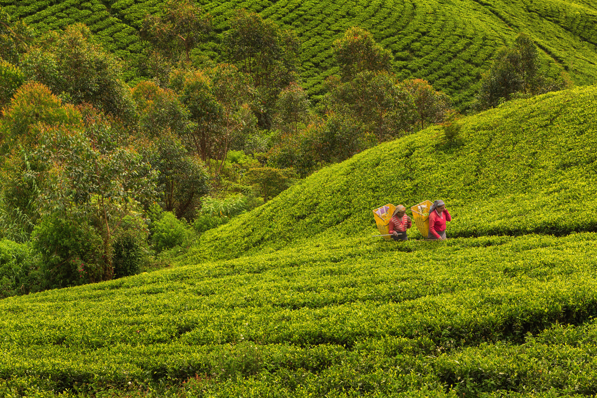 Two people walking up a hill that is full of green plants