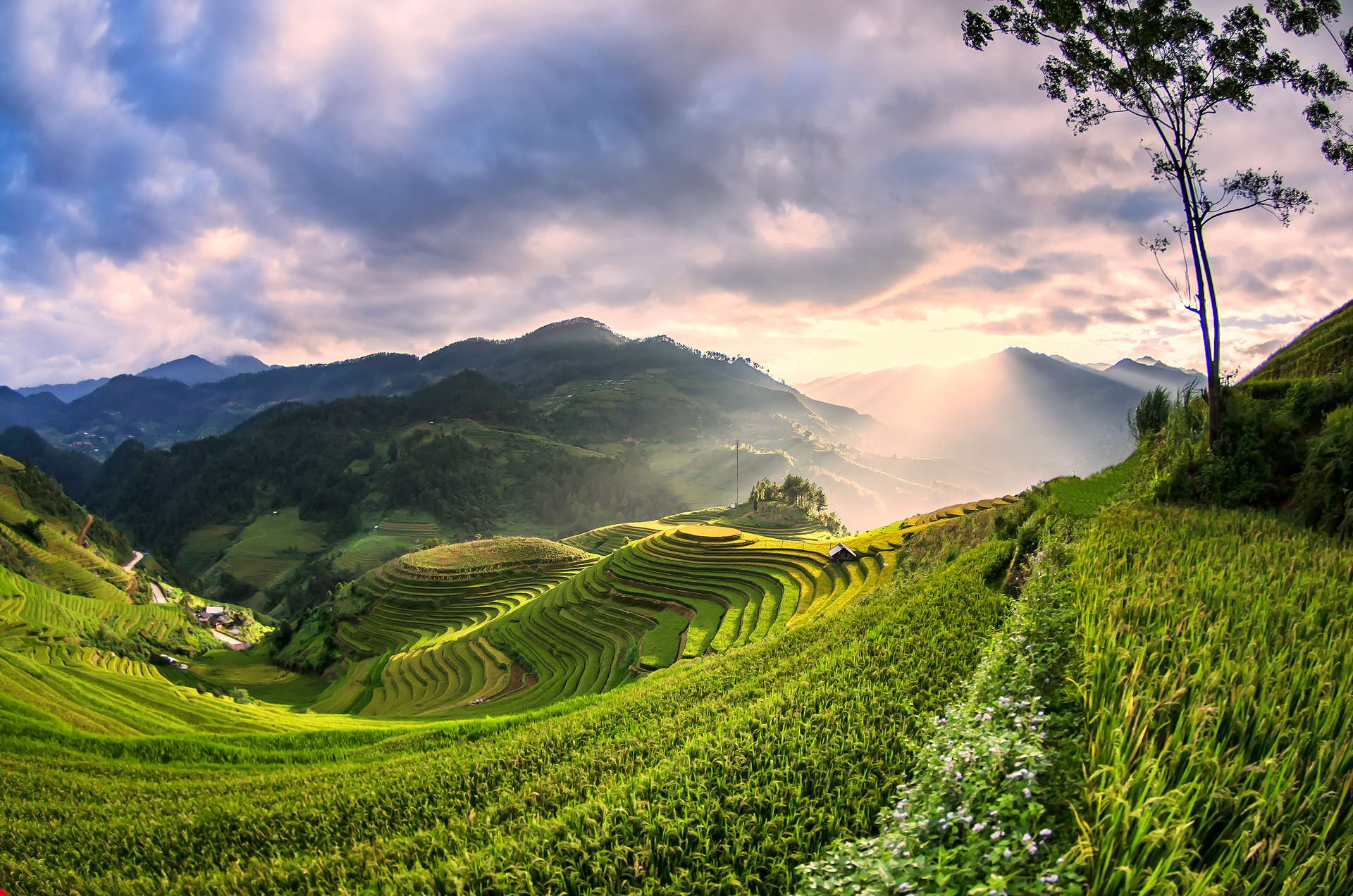 A green rice paddy hill with mountains stretching into the distance