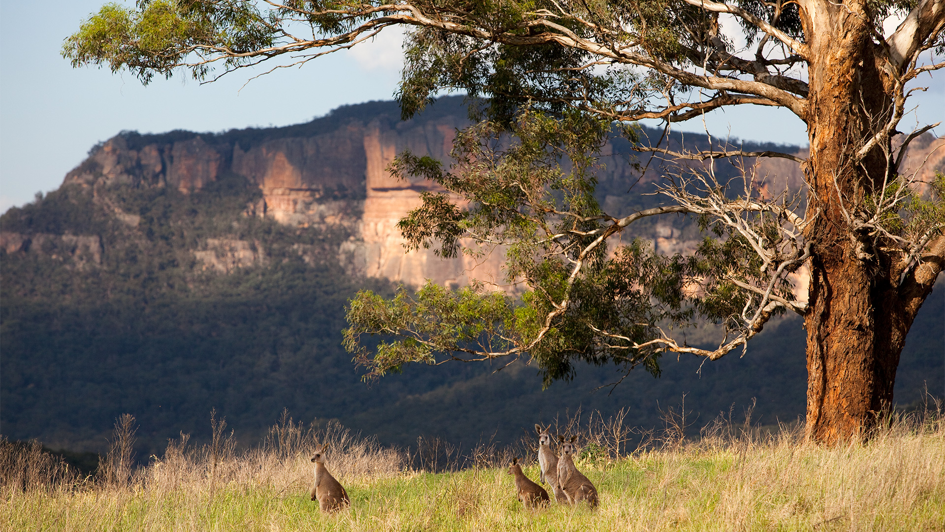 Kangaroos at One&only Wolgan Valley