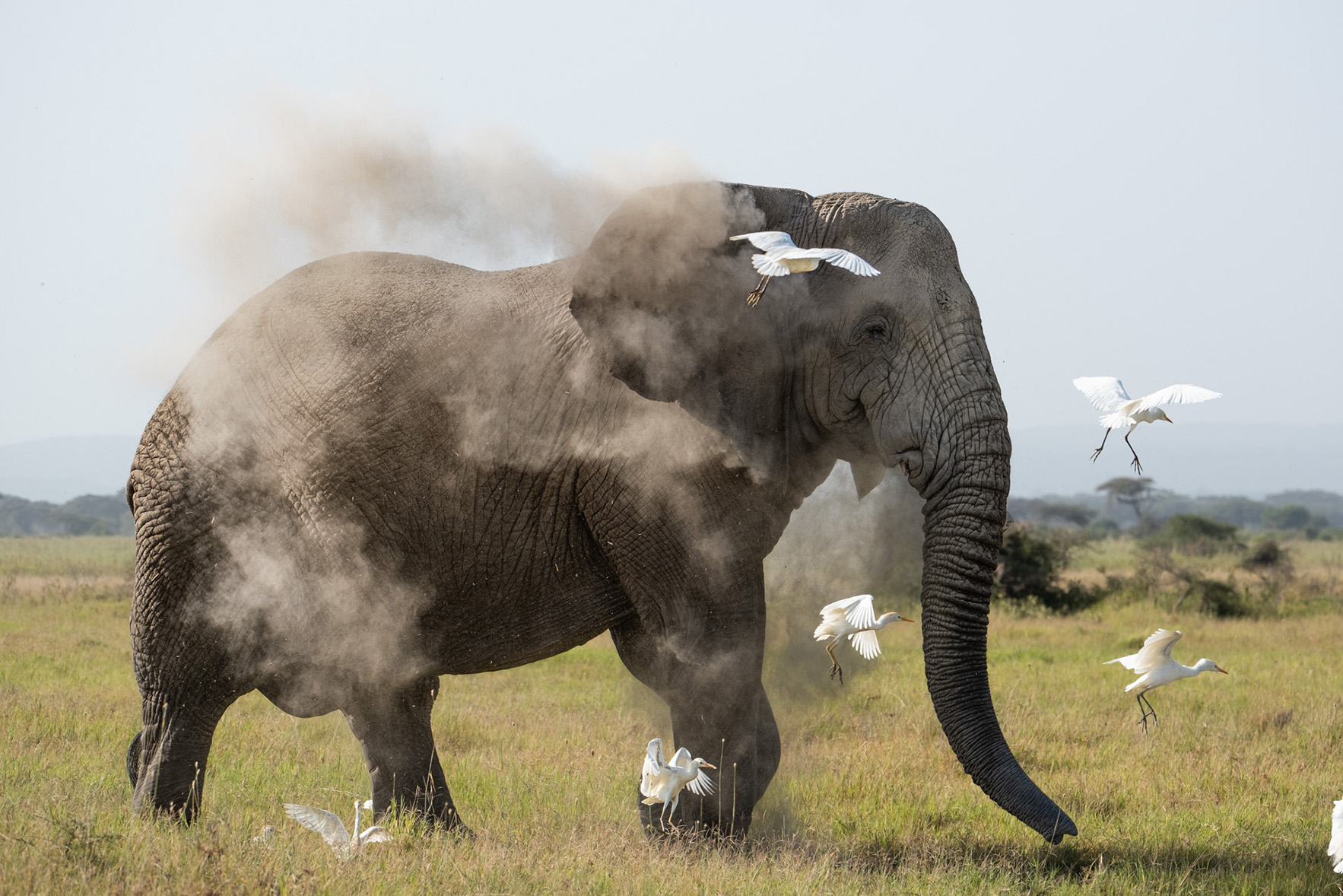 Africa, Kenya, Angama Amboseli, Elephant walking surrounded by white birds