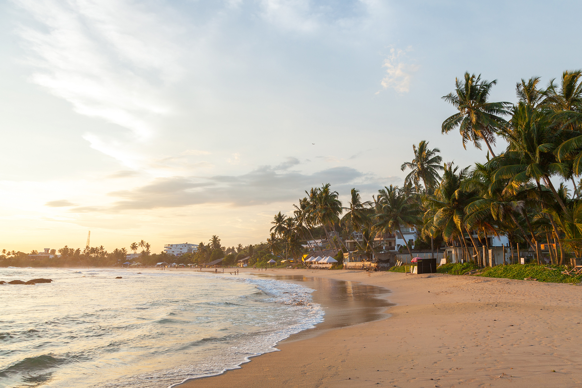Beach shore with palm trees as the sun sets