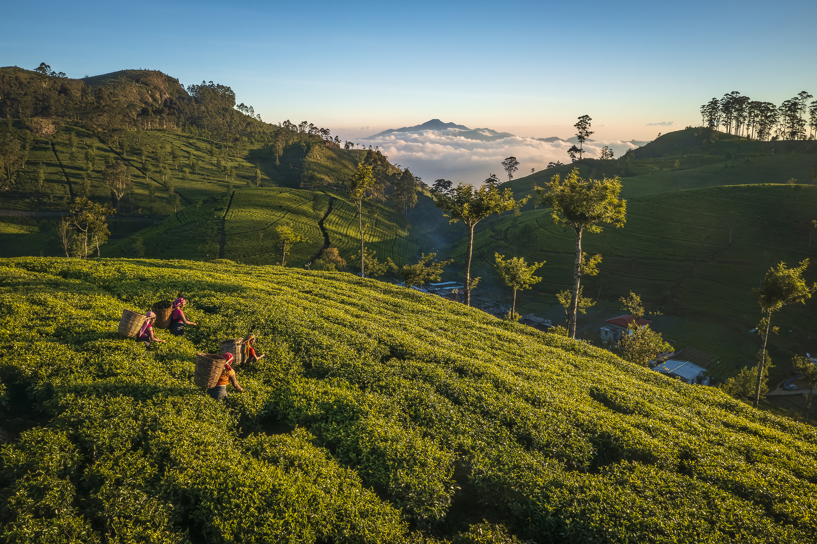 Four people picking tea leaves in Sri Lanka with rolling hills and misty mountains in the background