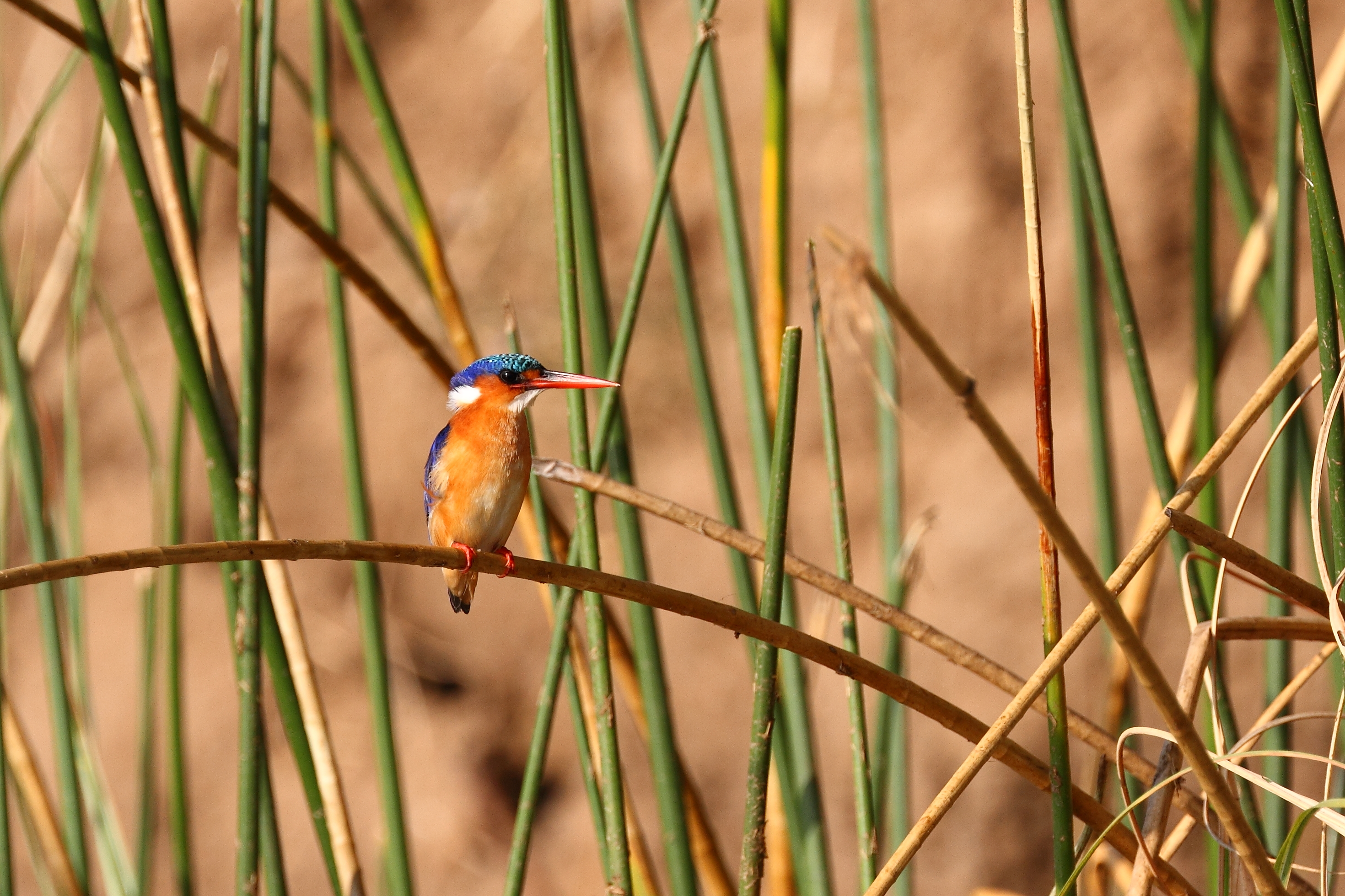 Africa, Zambia, Kingfisher on a branch in Lower Zambezi National Park
