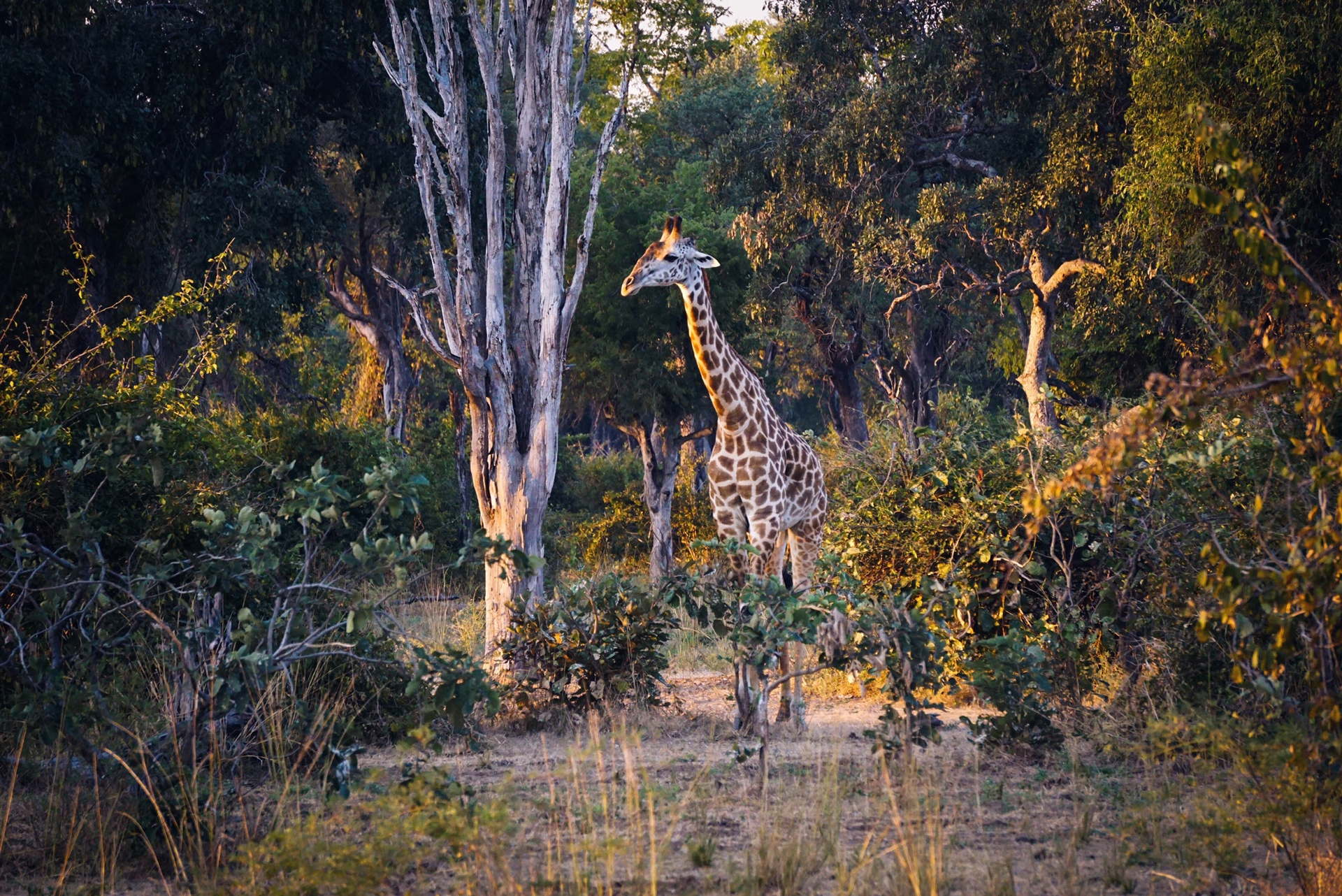 a giraffe standing in a forest