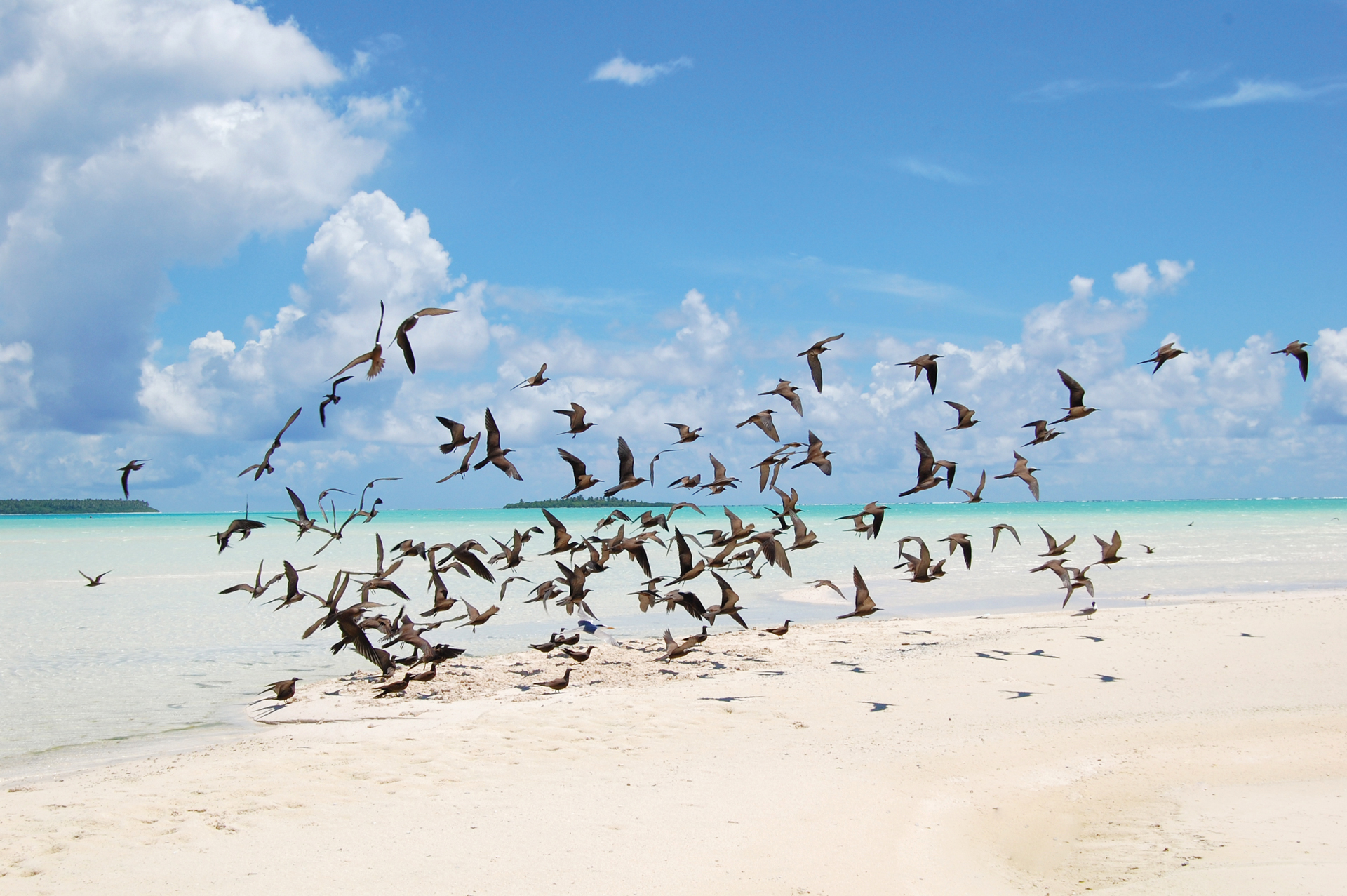 A group of birds taking flight on a beach