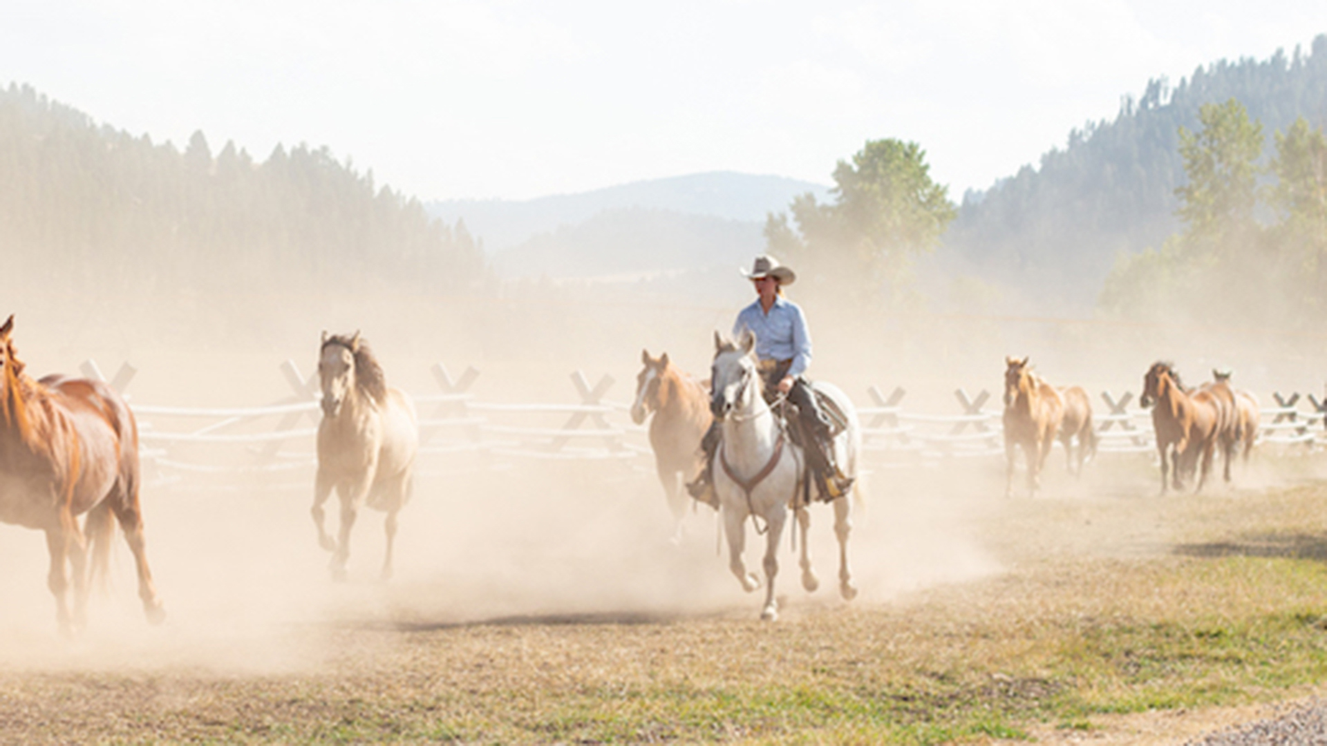 Horse ranching