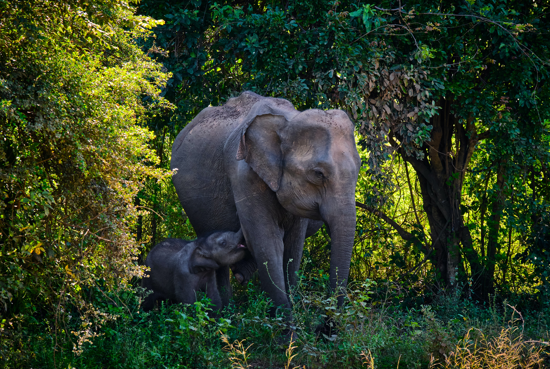 An elephant and a calf emerging from trees