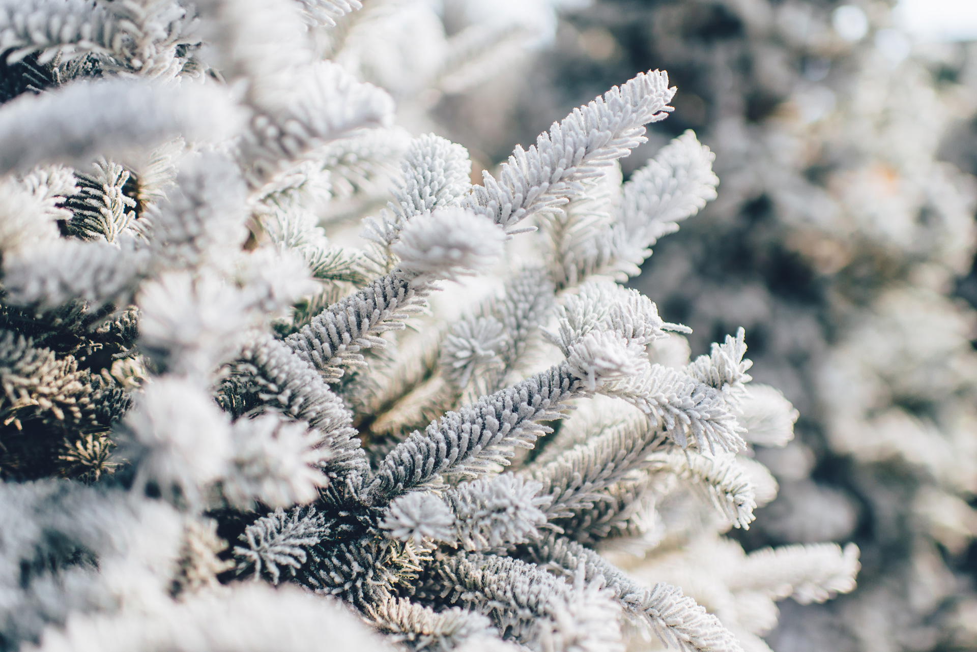 Tree branches covered in snow