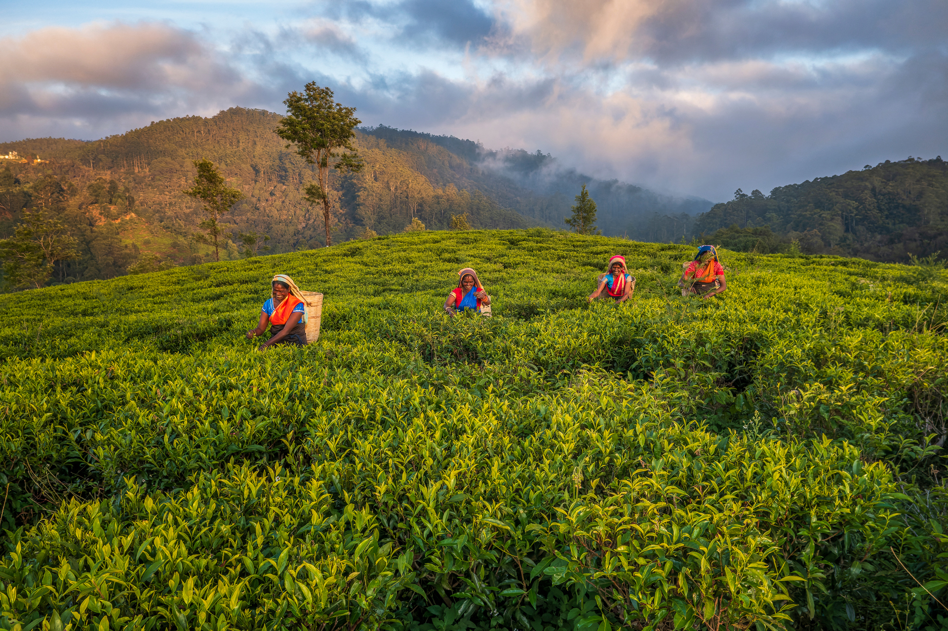 Four farmers in a tea field with hills in the background