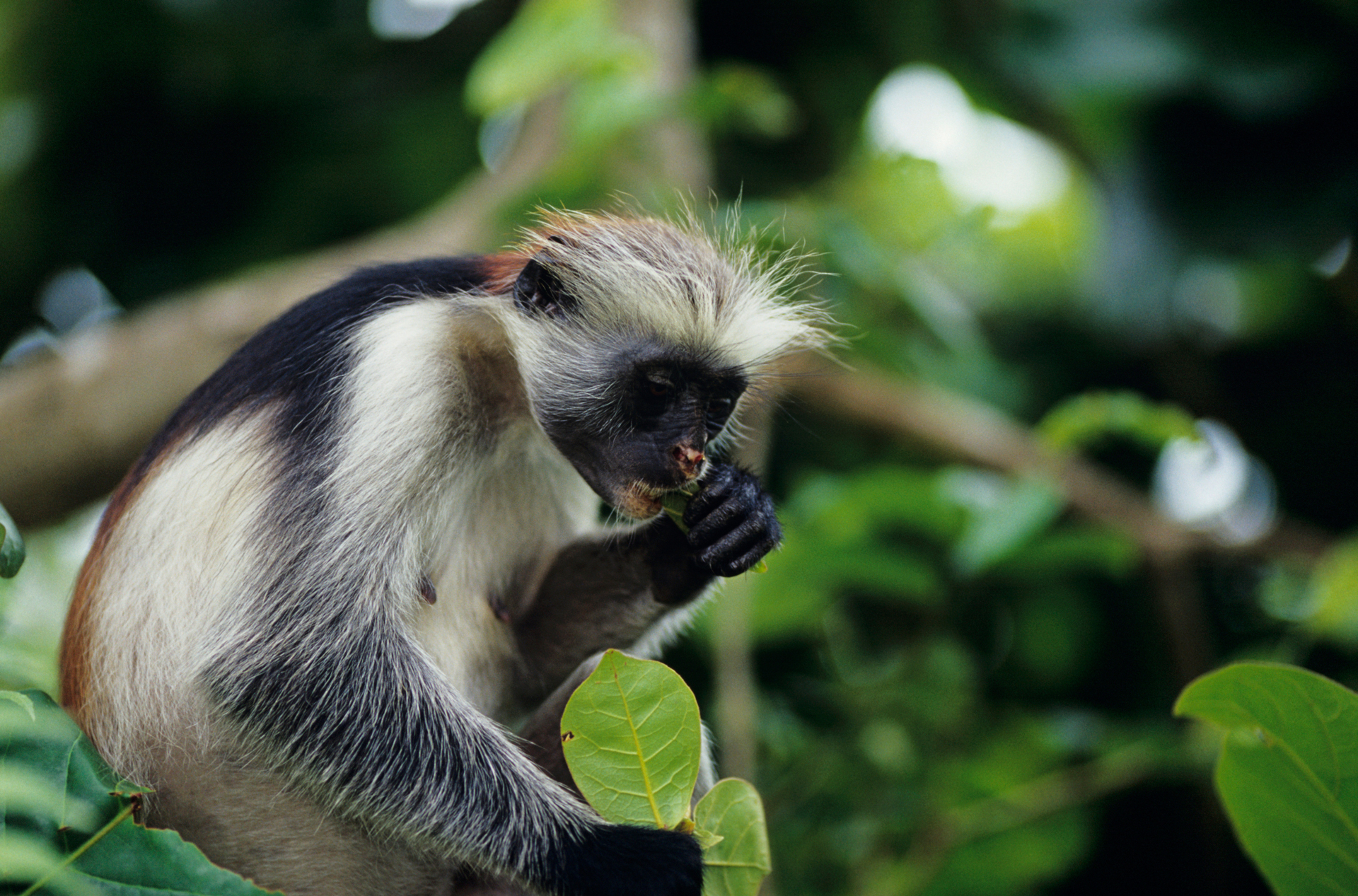 a monkey eating leaves in a tree