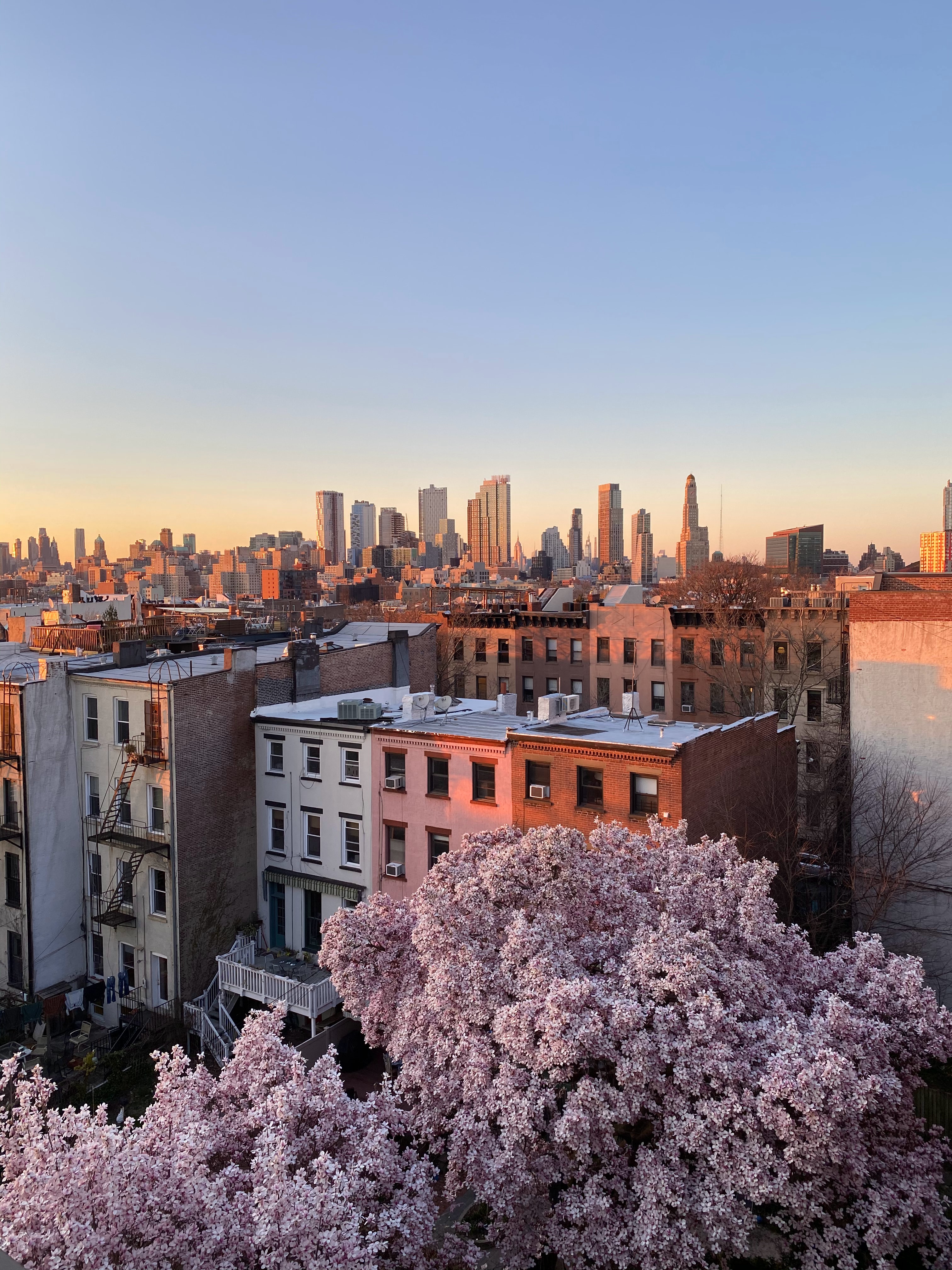 New York city skyline seen over buildings and white leaf trees