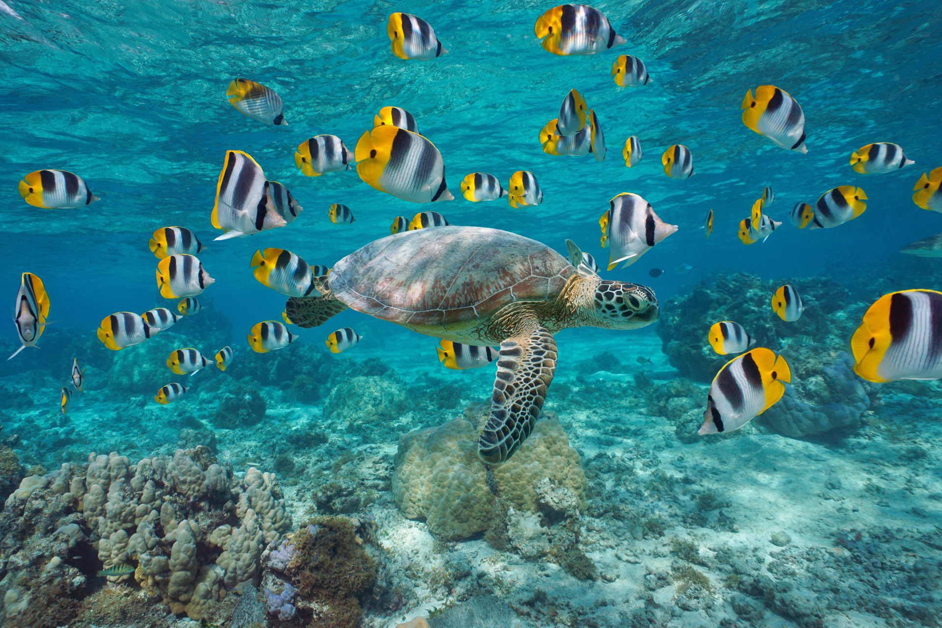 A sea turtle underwater surrounded by butterfly fish