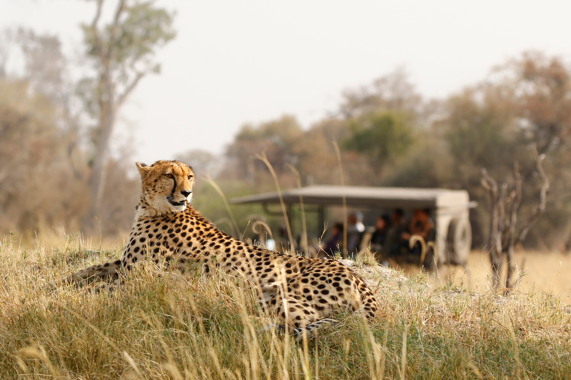 A cheetah laying in the foreground with a safari car behind