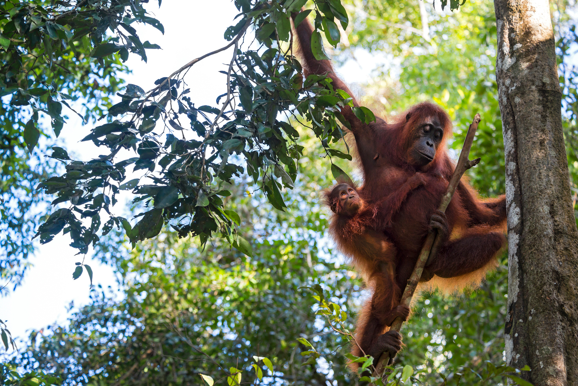 An adult and a baby orangutan climbing a tree