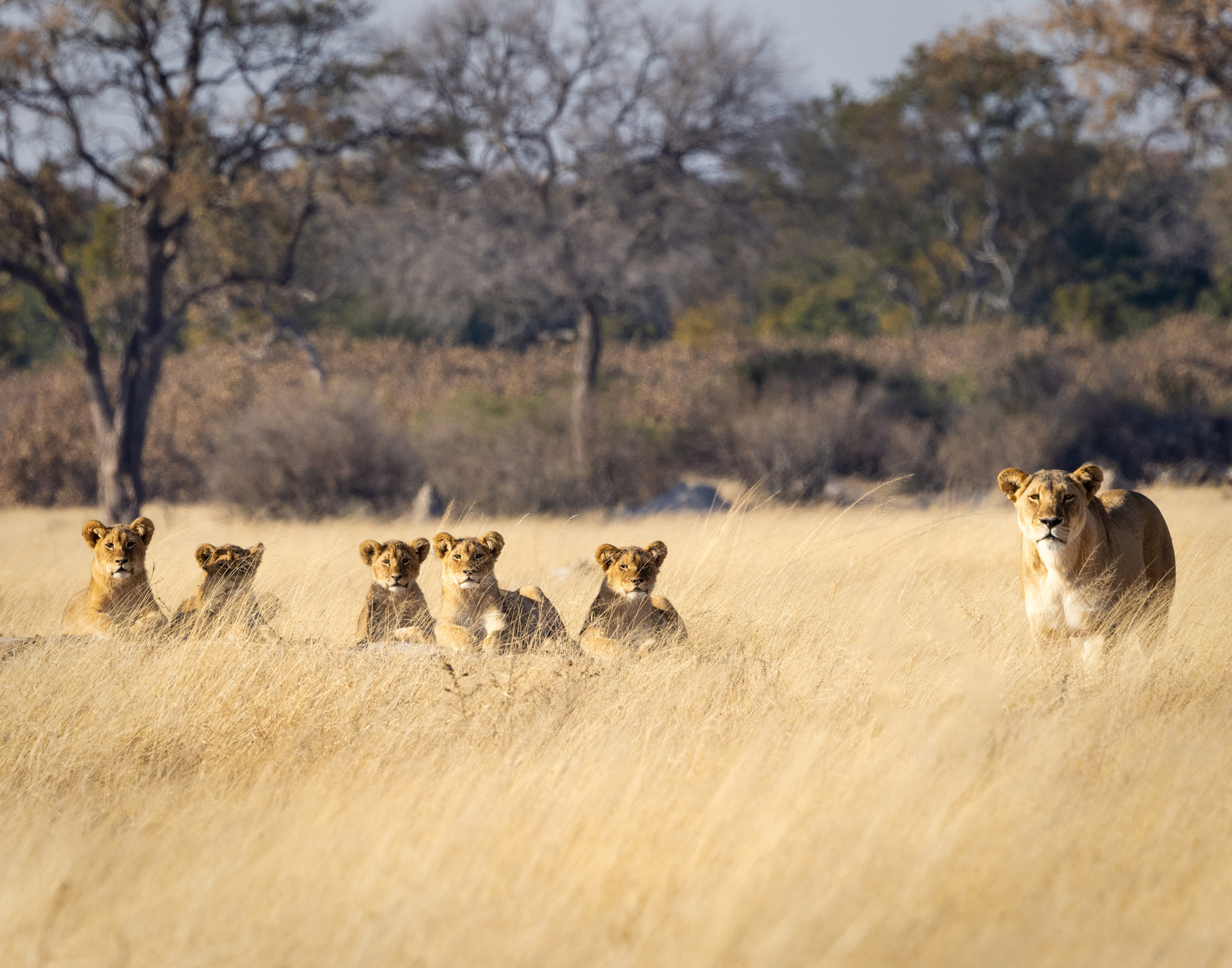 Lion cubs and lioness looking towards the camera