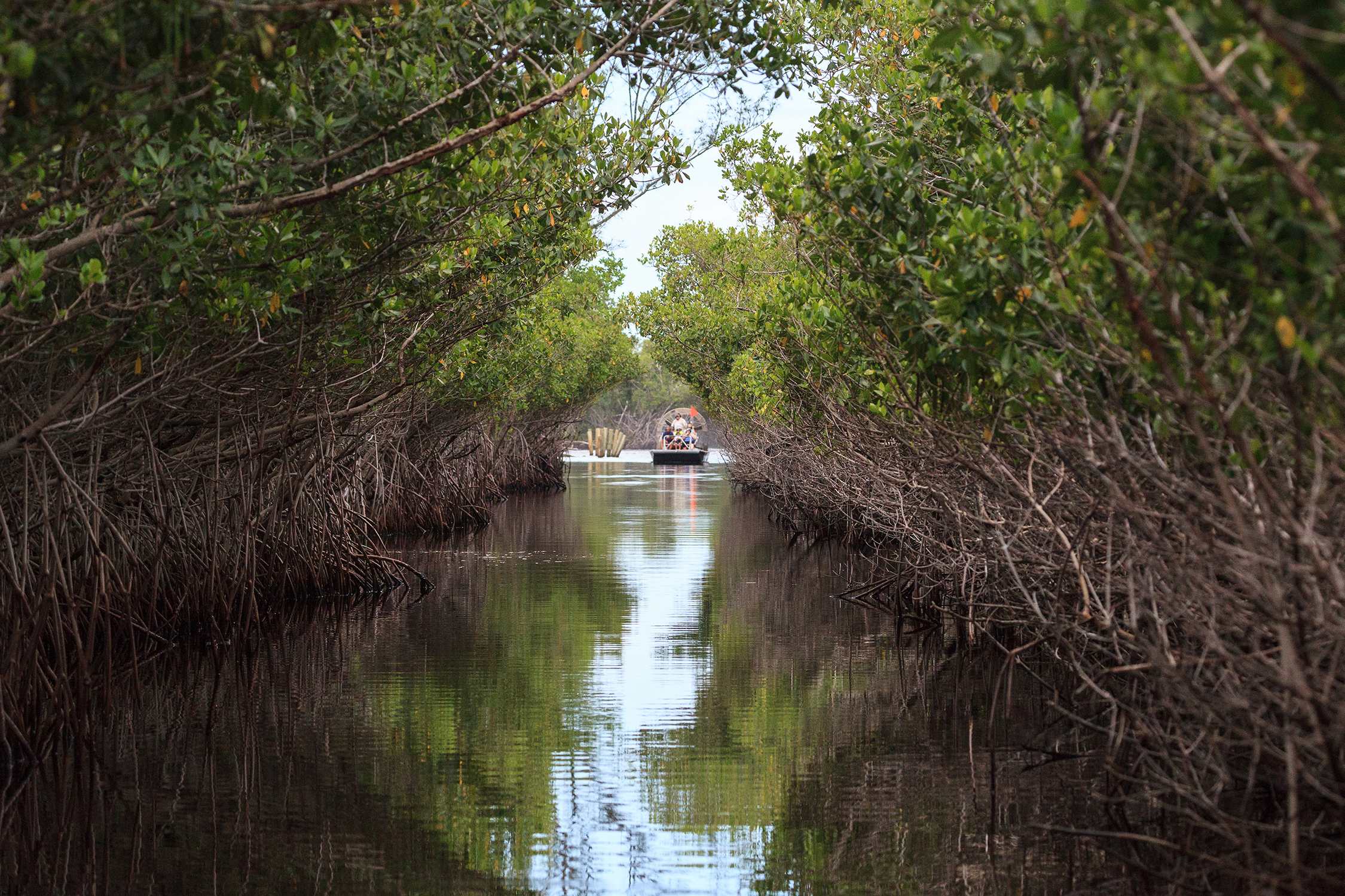 Airboat in the Florida Everglades mangroves