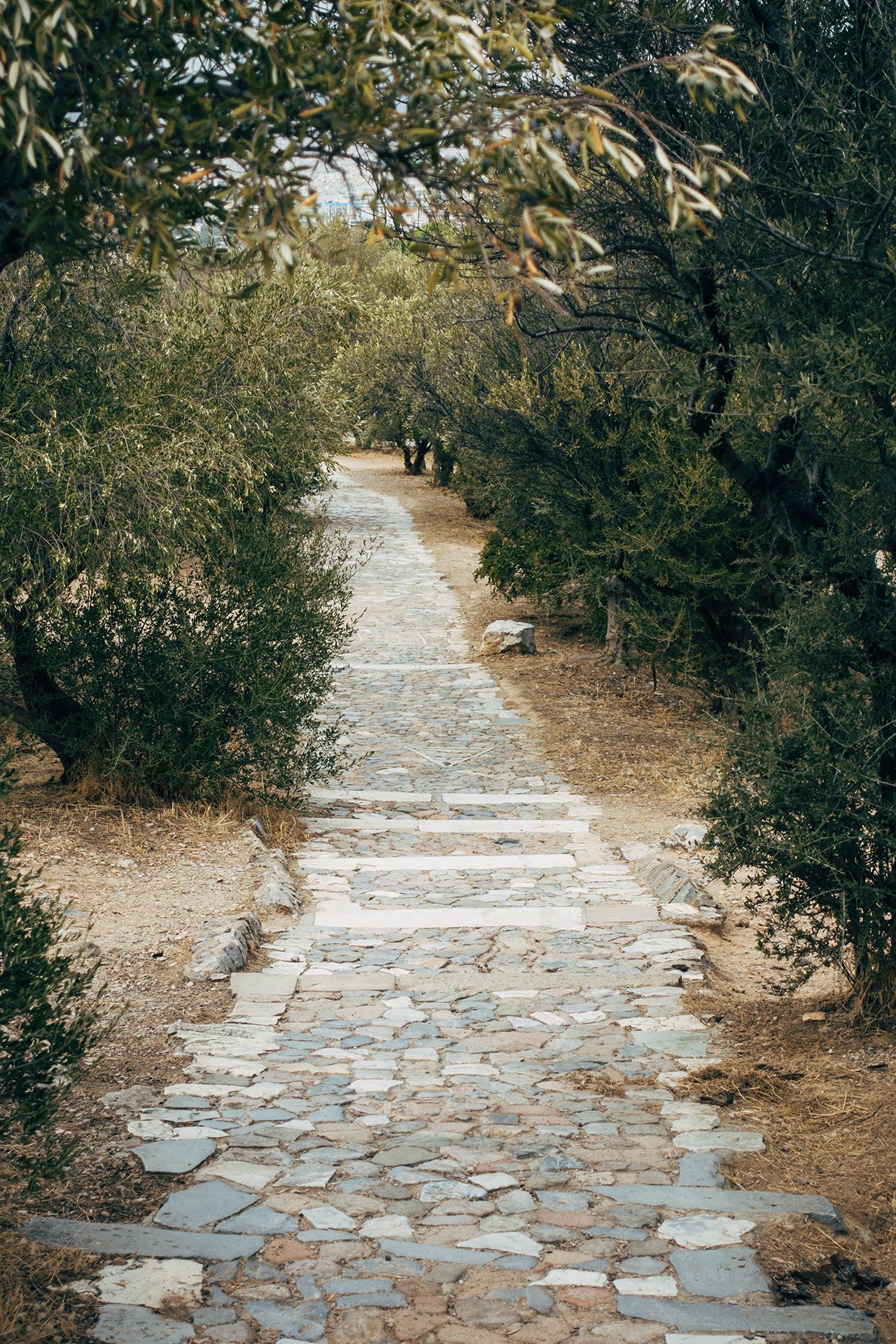 Gray stone pathway between green trees during daytime
