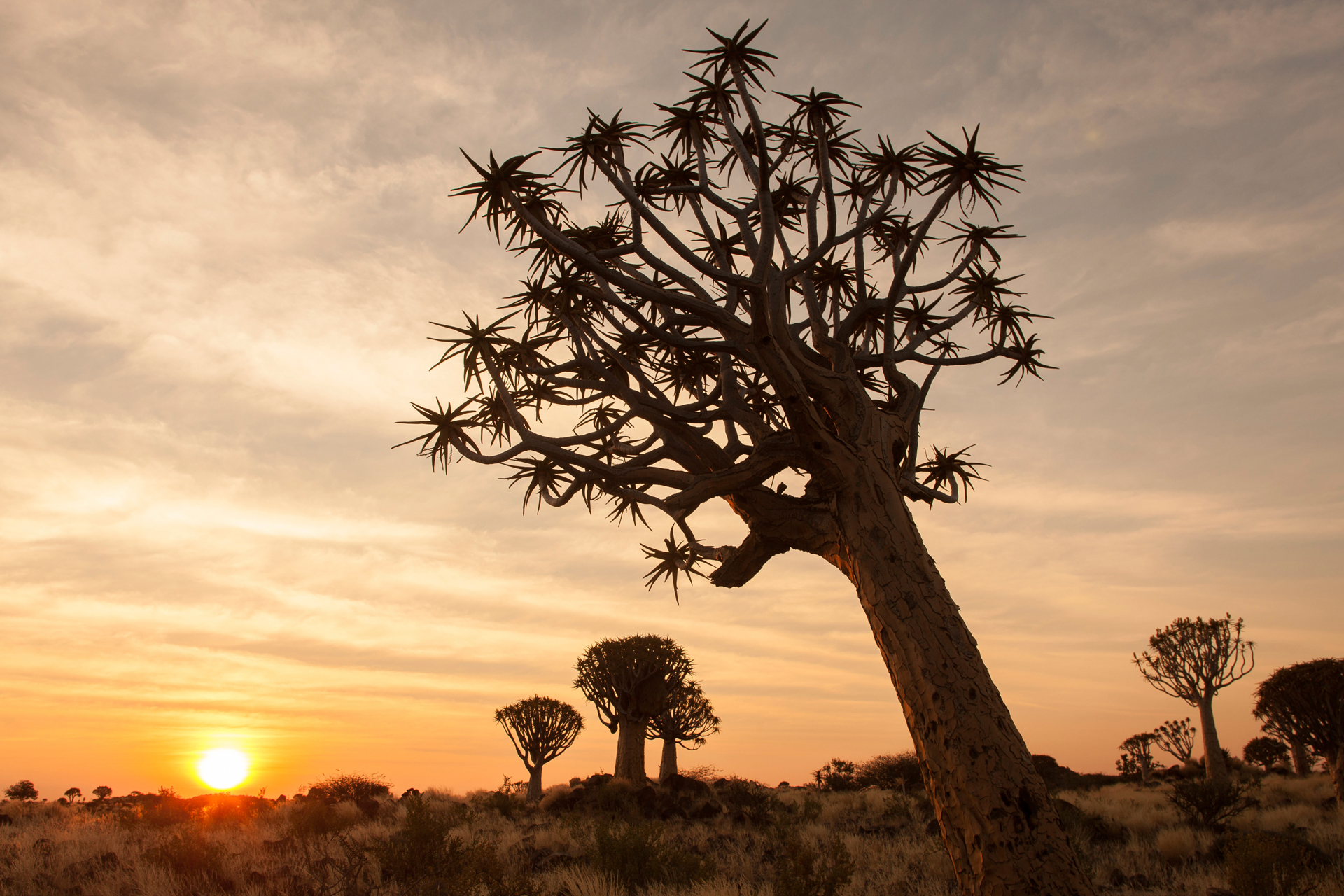 Namibian trees during sunset