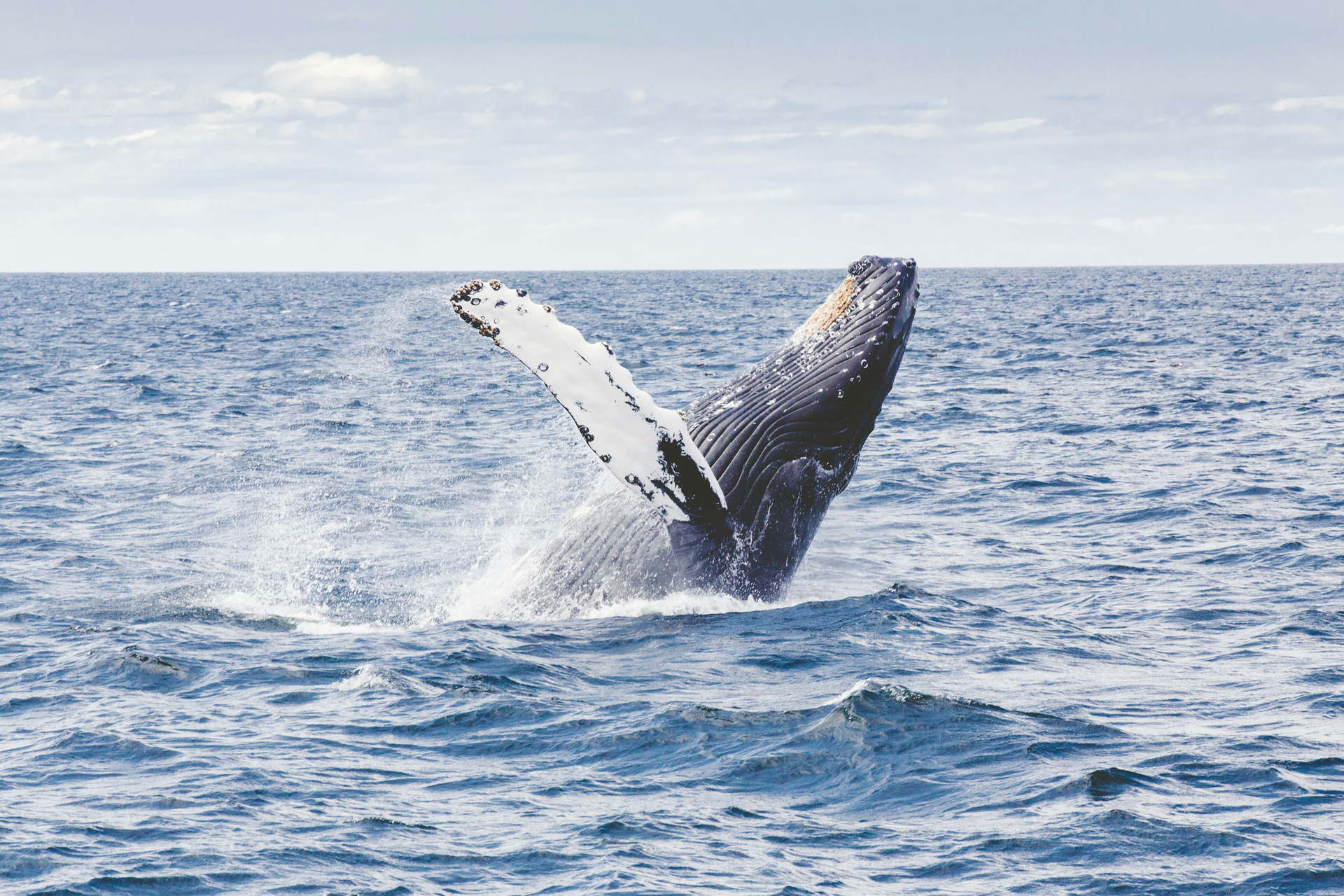 A humpback whale breaching the sea surface