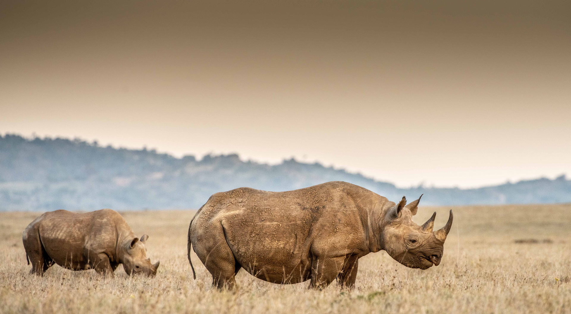 Two rhinos in a grassy field under an orange sky