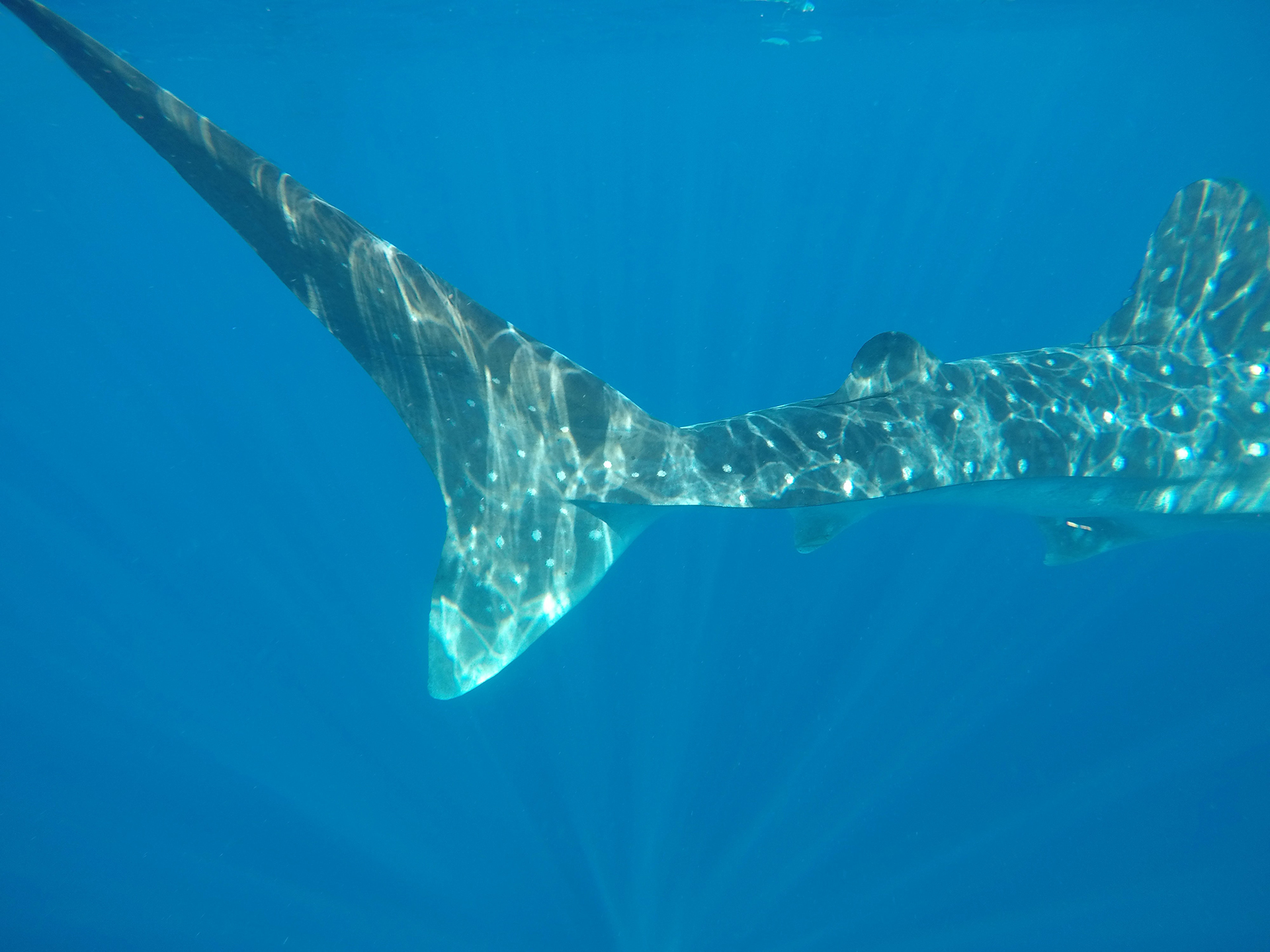 A whale sharks tail as its swimming in the sea