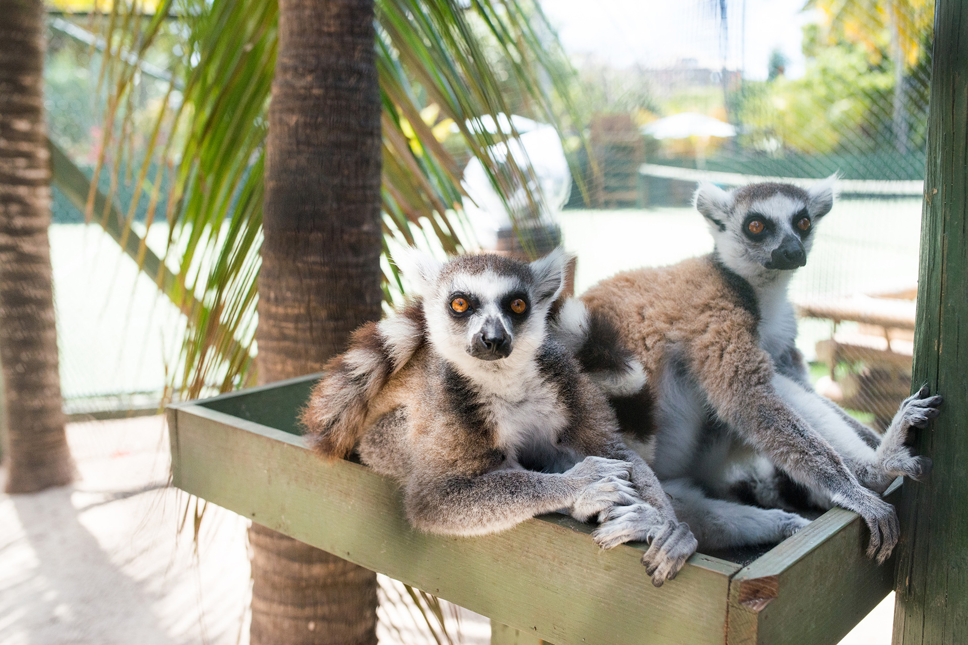 Two lemurs sat in a wooden box