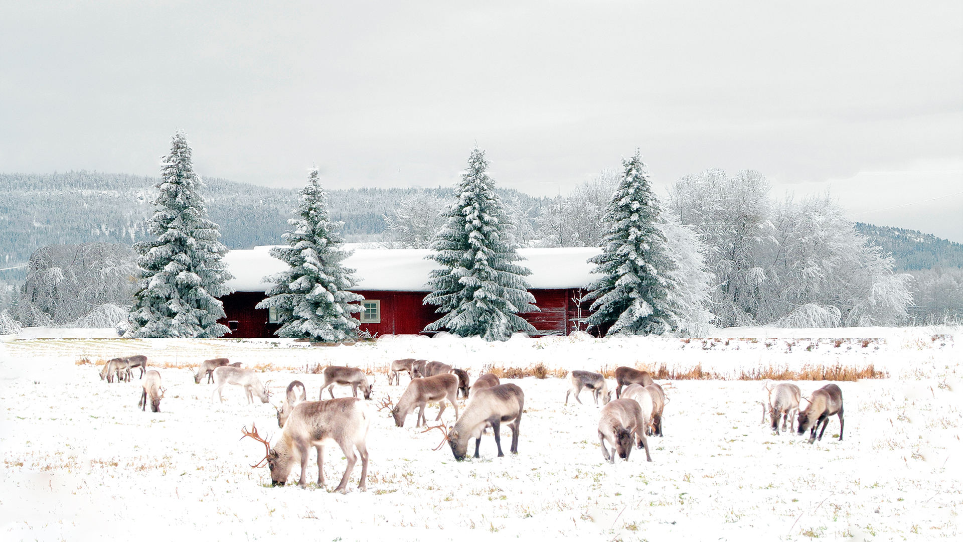 Snow, spruces and Reindeer in the wintry landscape