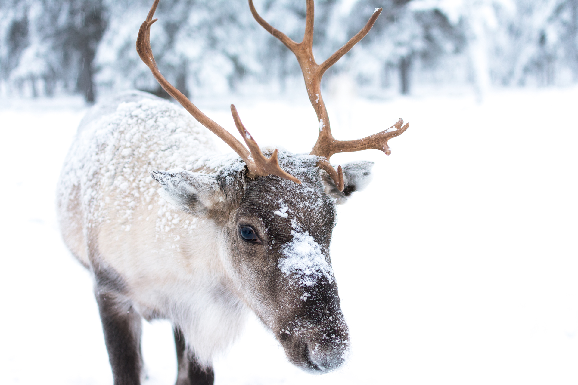 Baby Reindeer with snow on its face