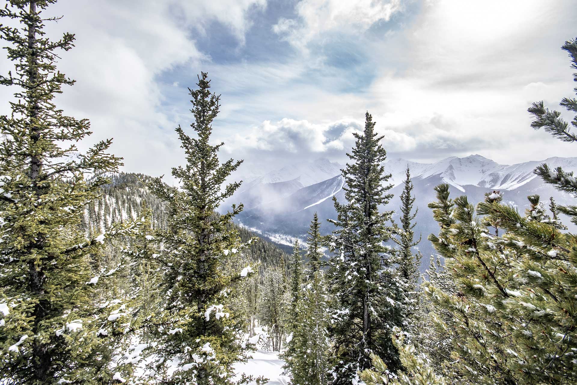 A snowy mountain range seen behind tall pine trees