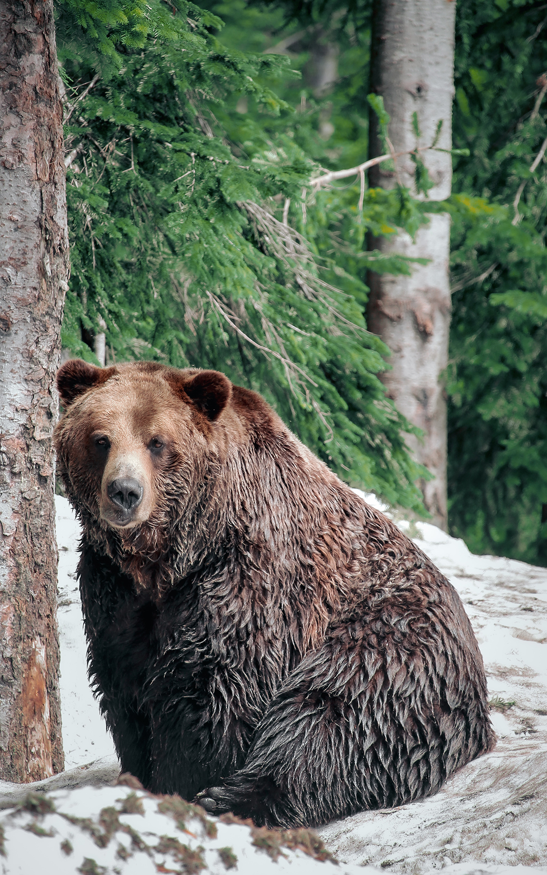A big brown bear sat next to a tree in British Columbia