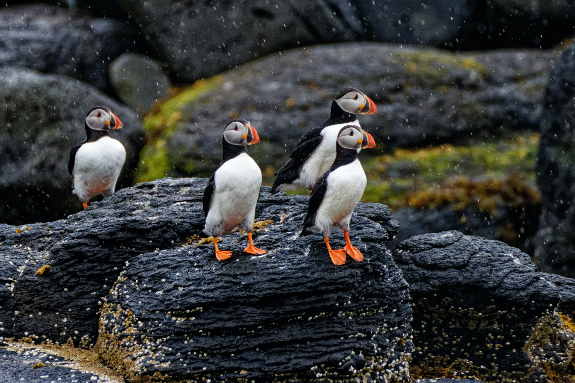 Four puffin birds stood on black boulders