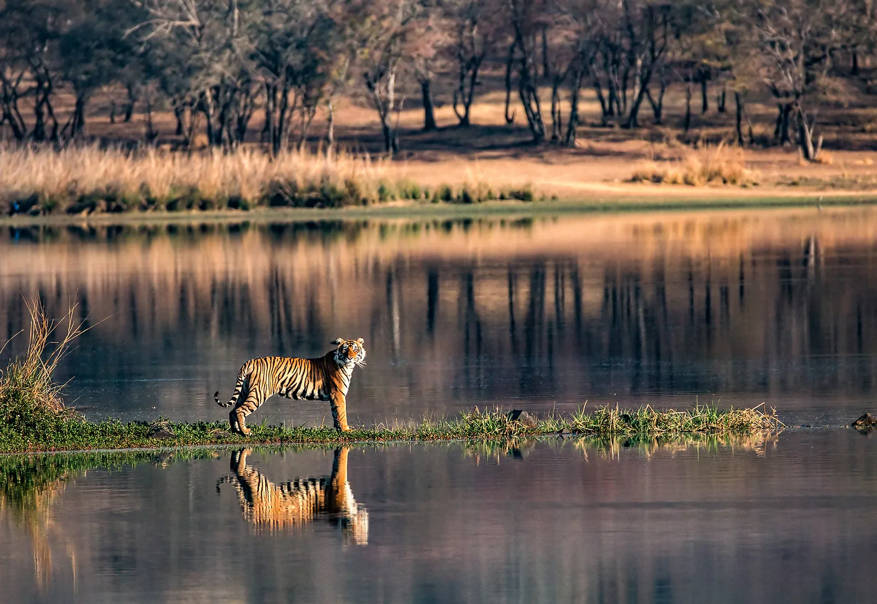 Asia, India, a tiger looking towards the camera from the edge of water in Ranthambore National Park