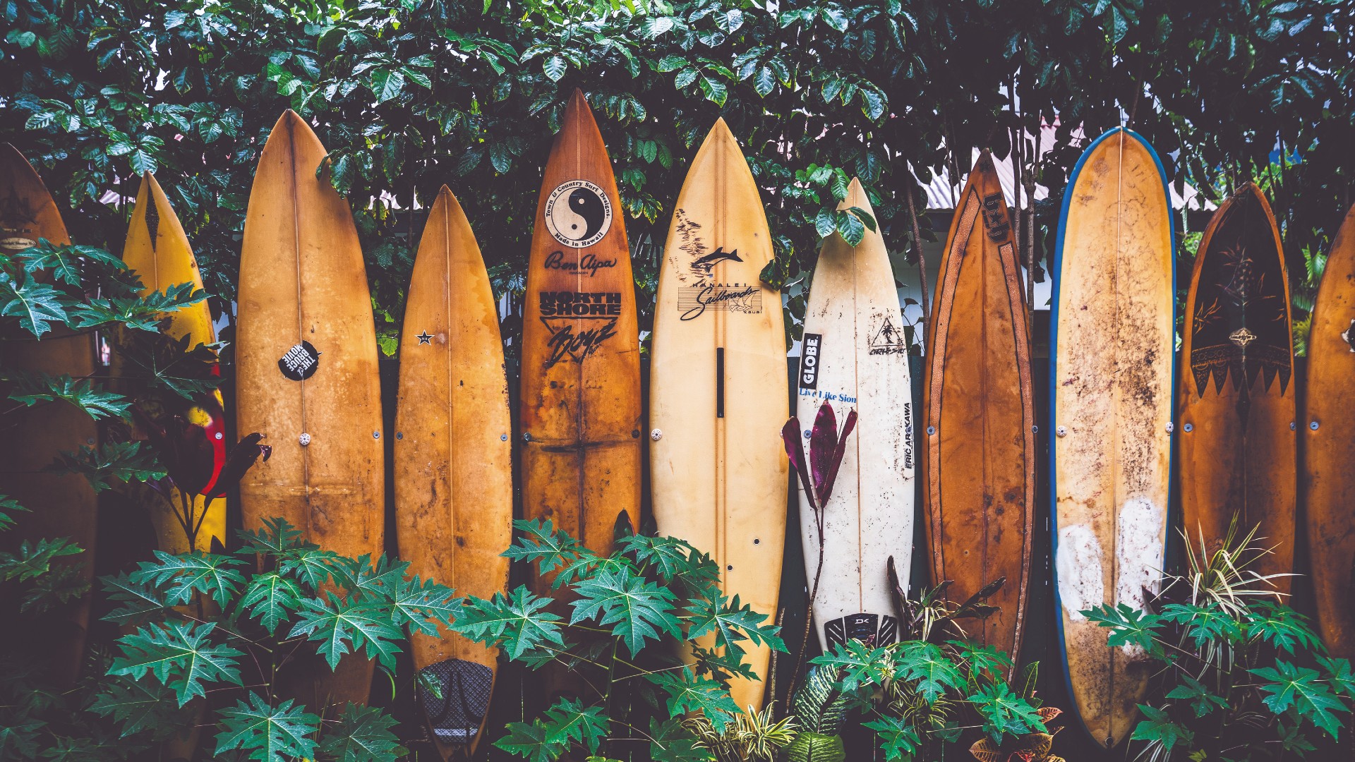 A row of old surfboards stood up against bushes