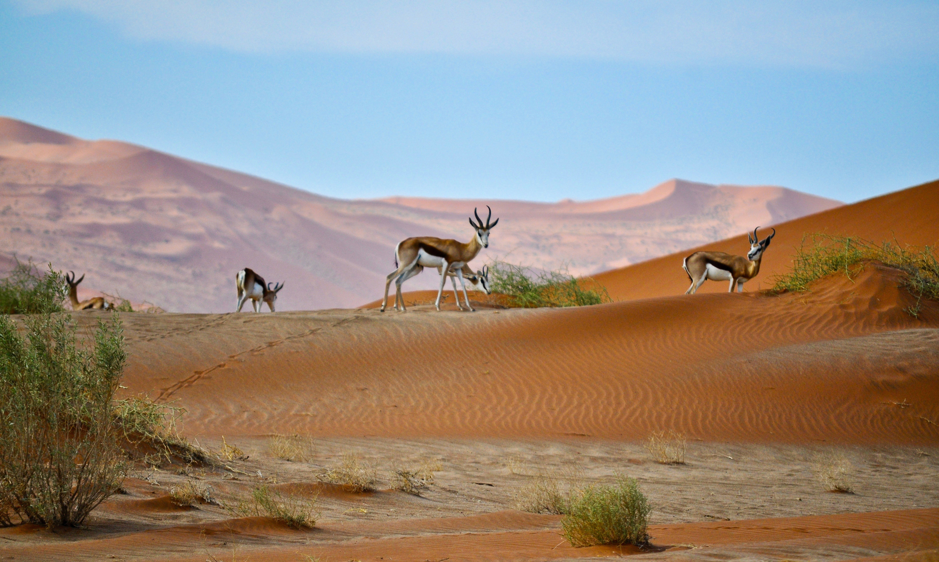 A small herd of antelopes walking on dunes