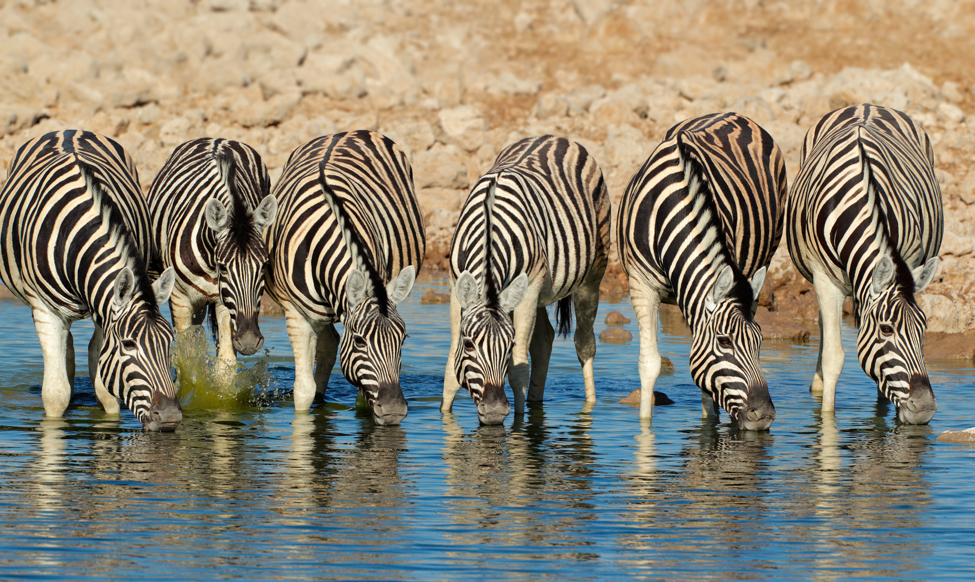 Six zebras drinking from water