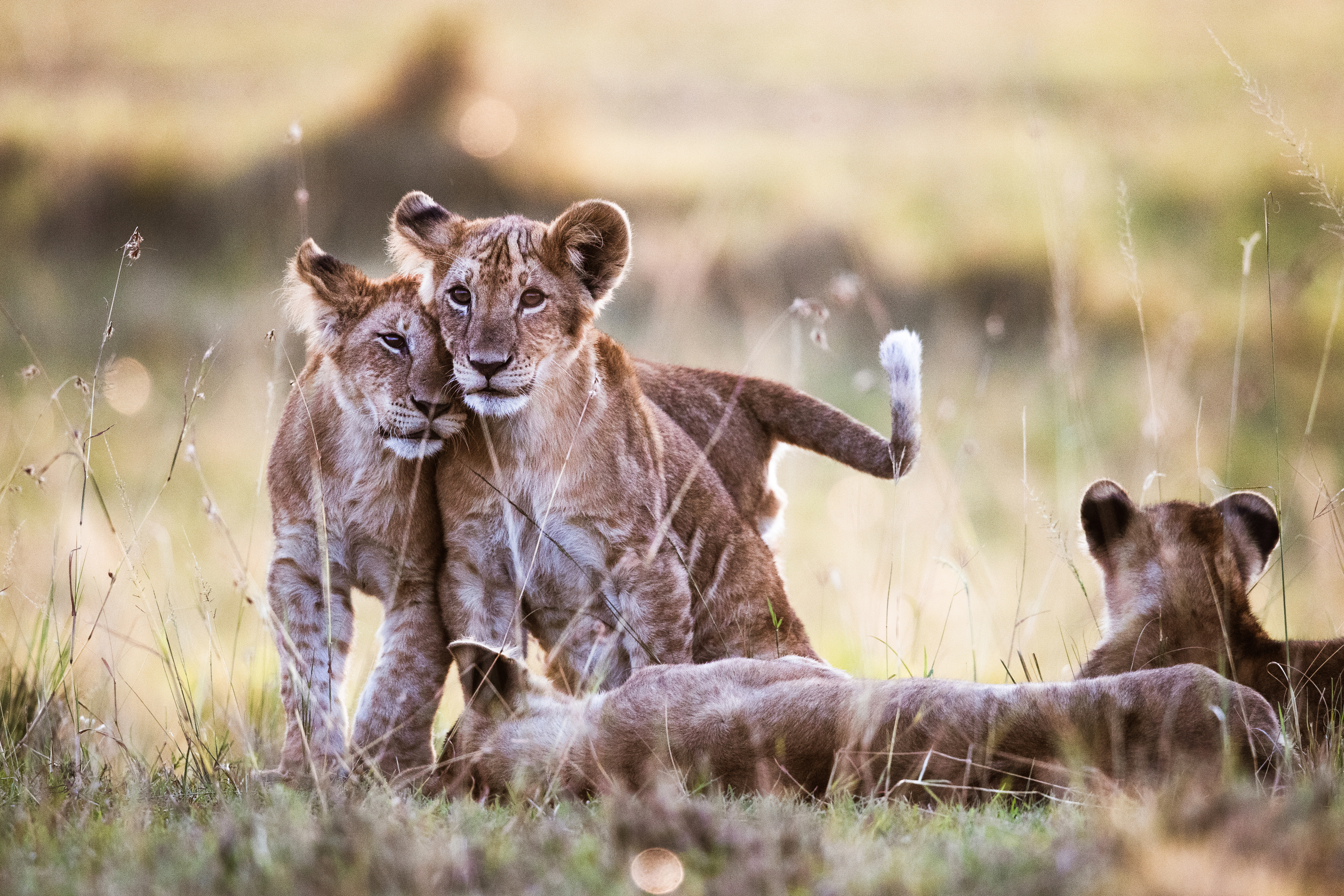 Four lion cubs