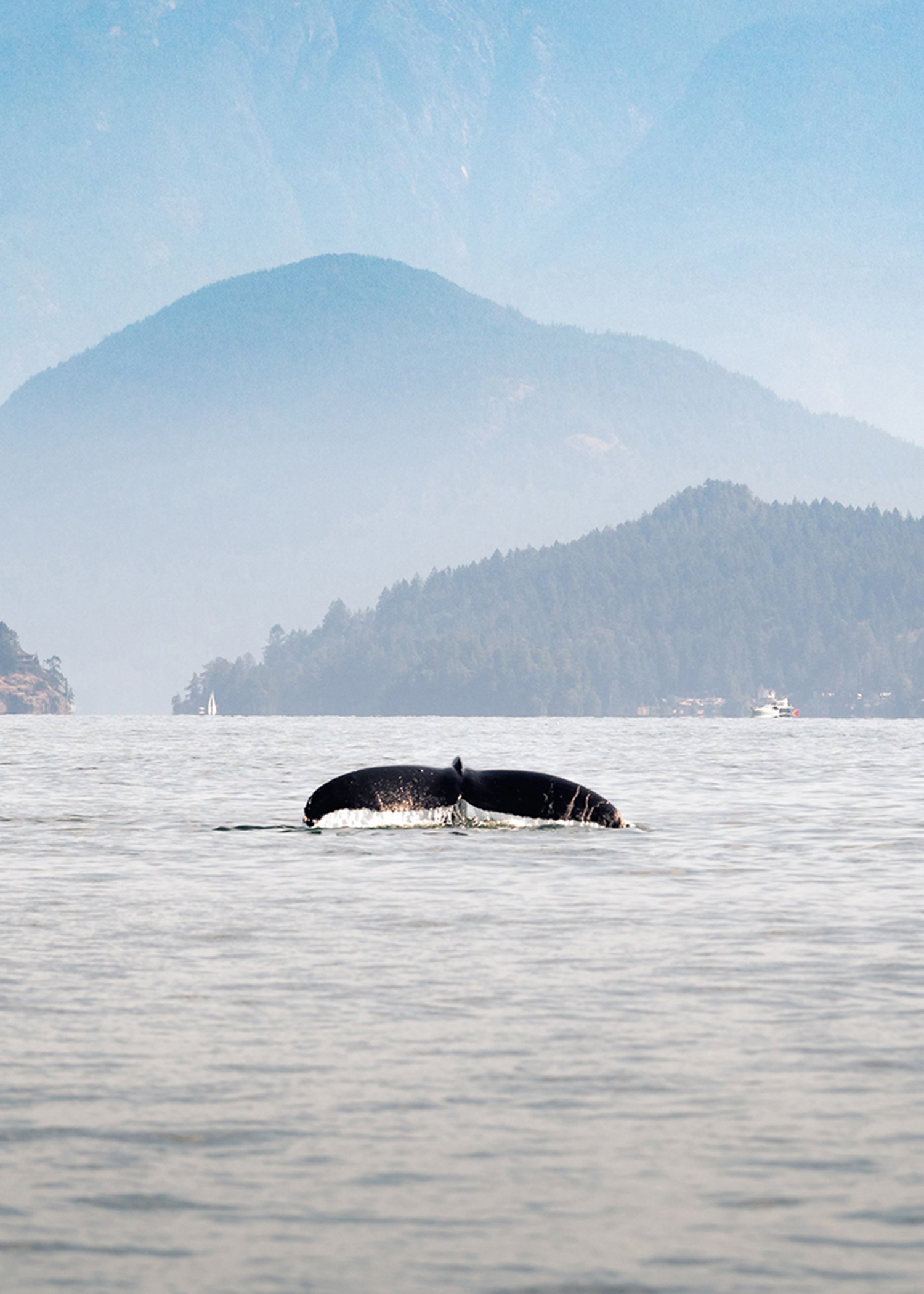 Whale diving below surface of water in Canada