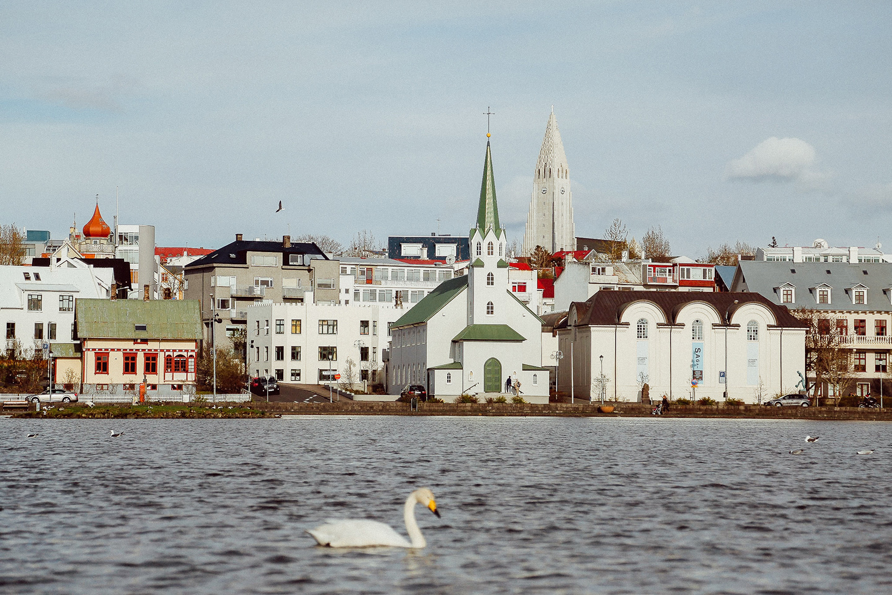 A swan floating on water with buildings in the city of Reykjavík behind